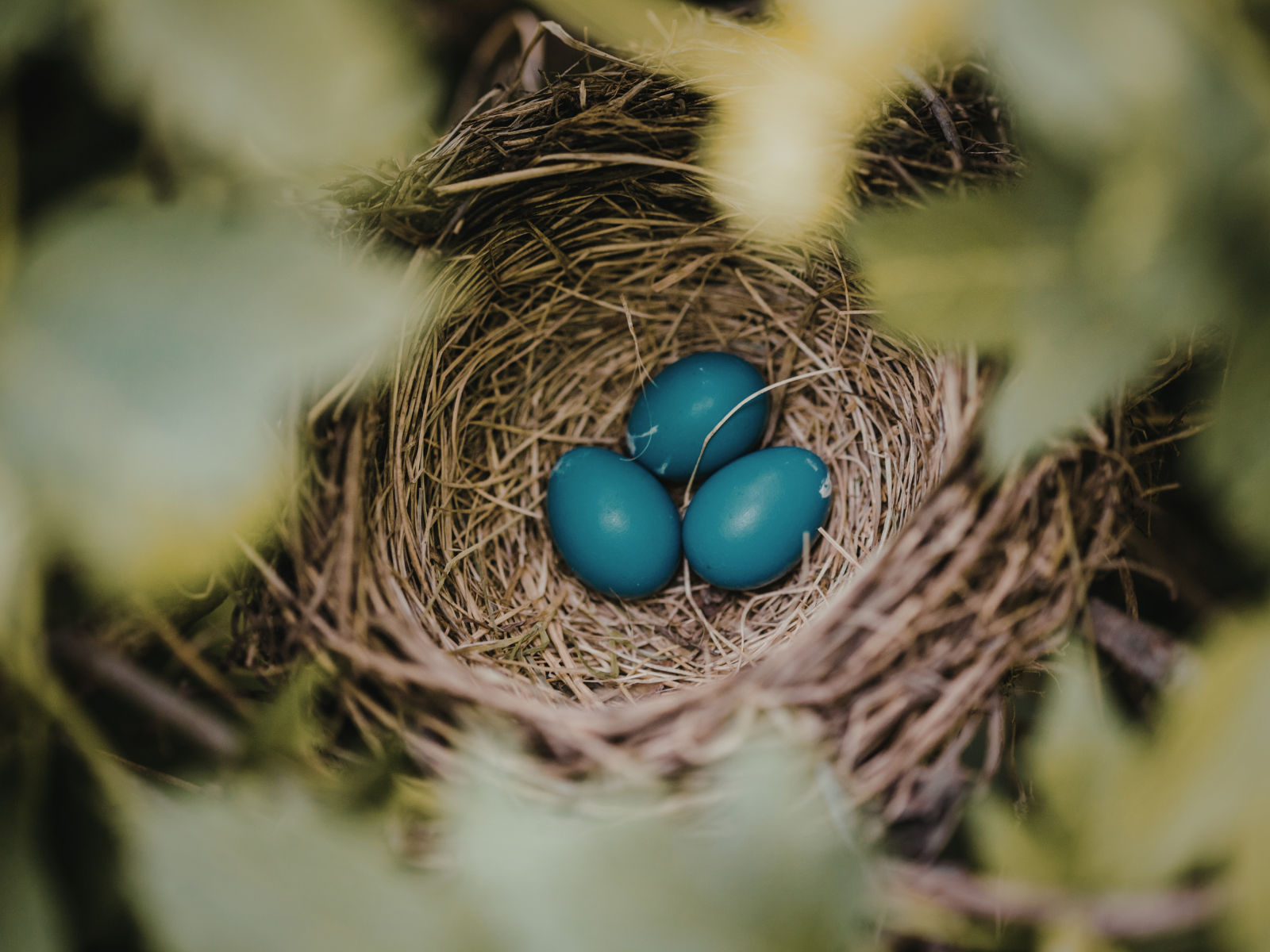 Field Trip: Breeding Bird Behavior