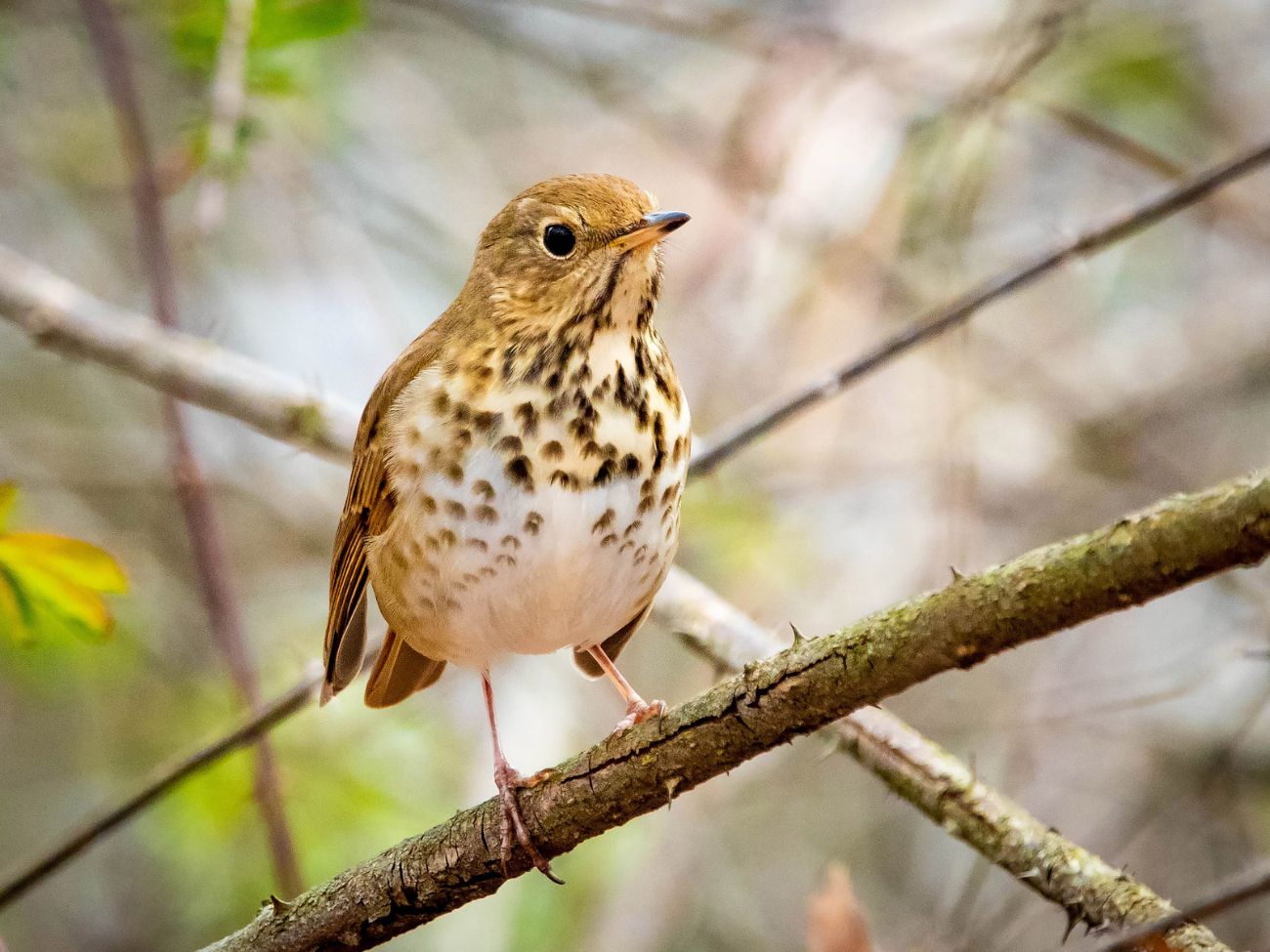 Program: Forest Birds with Vince Cavalieri