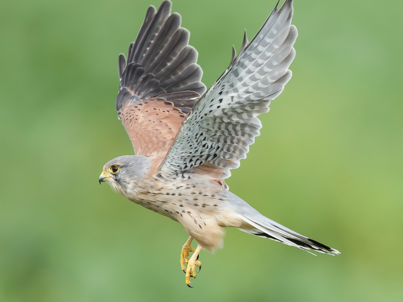 Program: North Sky Raptor Sanctuary