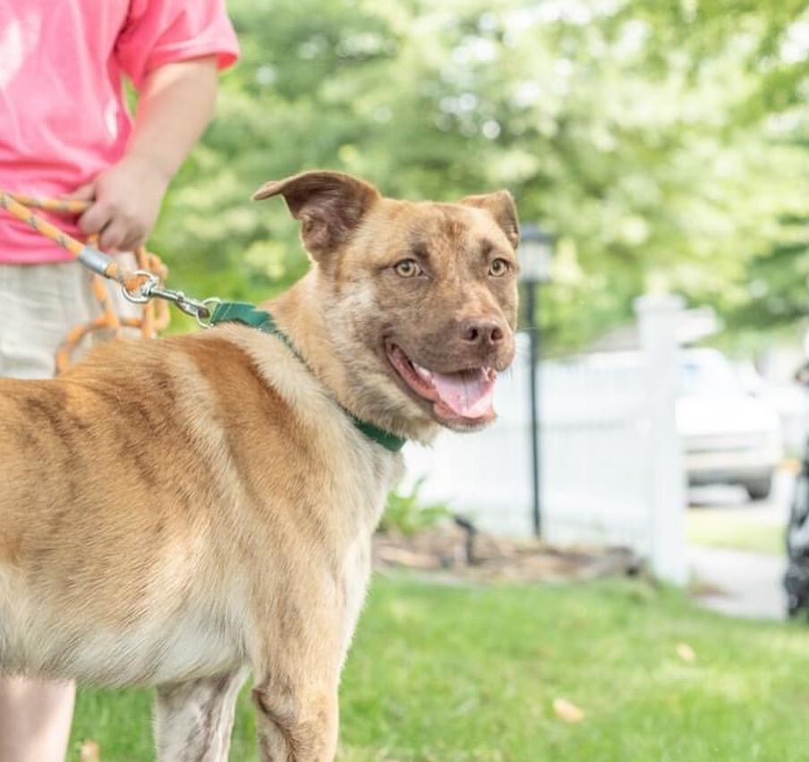 We absolutely ❤️ Liam!

And there&rsquo;s nothing more we&rsquo;d love then to see him find his forever family! 🥰 

Liam is almost 2 years old and 40 lbs. 🦮 

This sweet boy has been through so much, but he holds no grudges. He might take a minute 