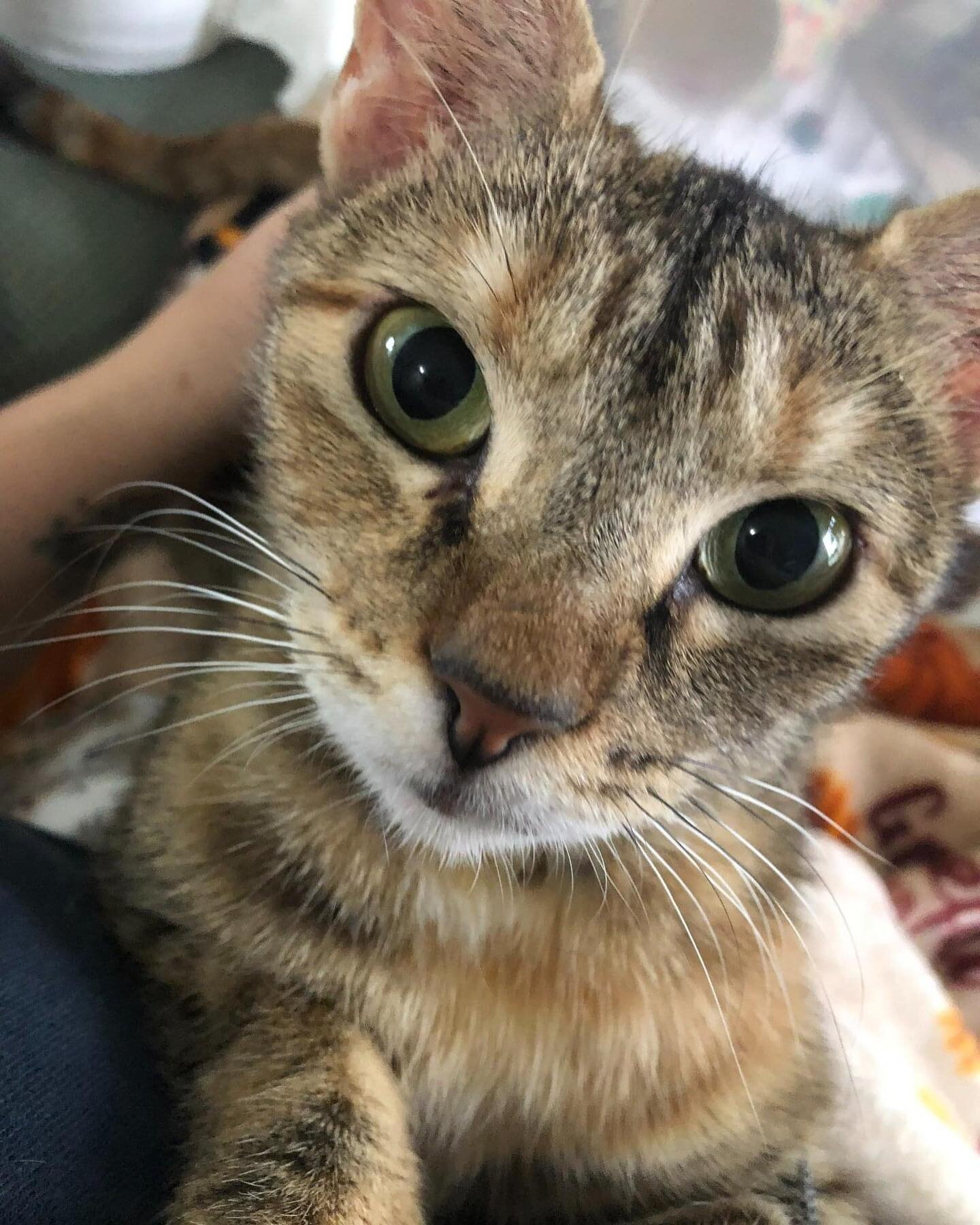 Meet Melody the most affectionate and best cat around!!😍

This is what her amazing foster mom says about her:

&quot;This sweet tabbico girl is the very best mama ever! ❤️ She's the sweetest, smartest girl who is the definition of a bombproof cat. S