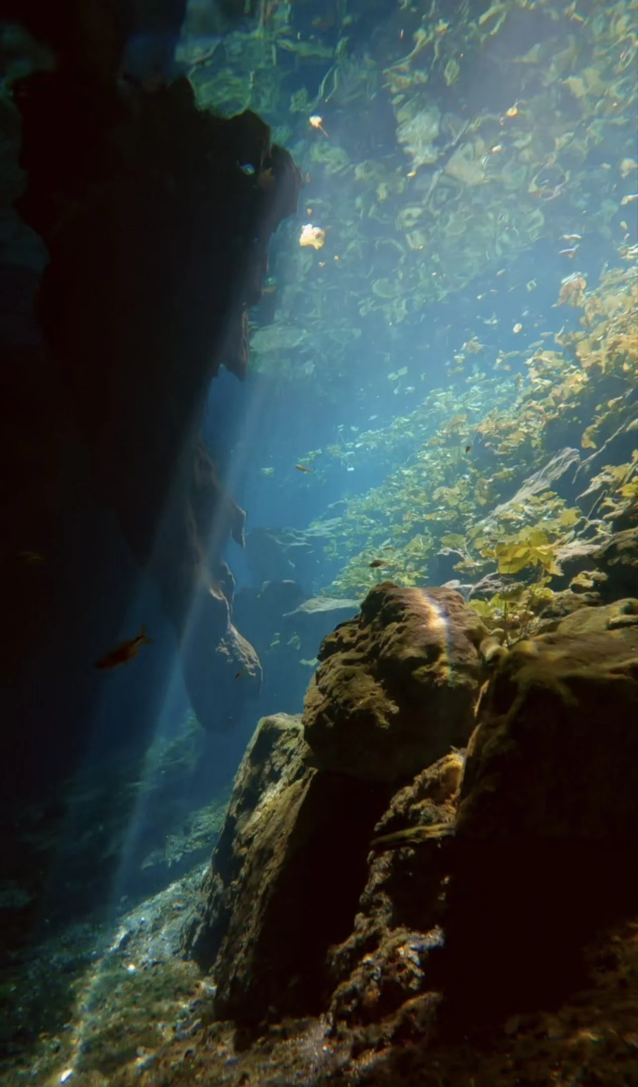 Scuba Diving Cenote Nicte-Ha