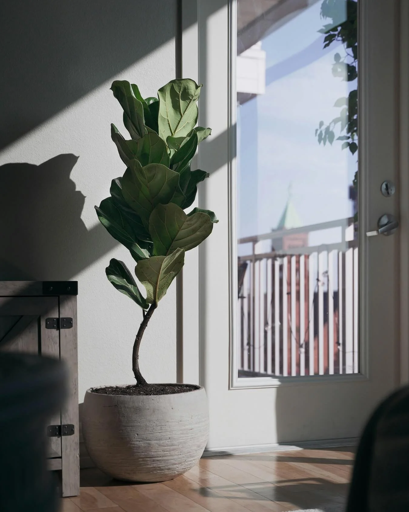 calm plant anxiety texas