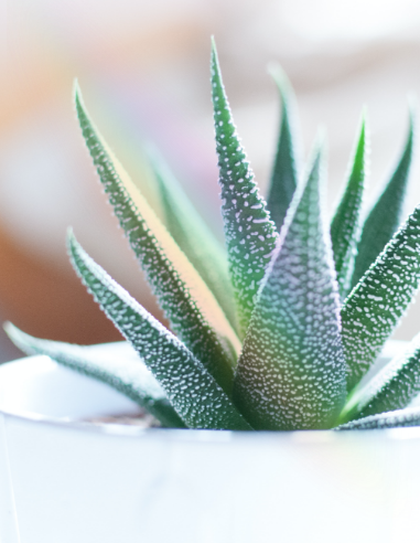 plant with refracted light soothing
