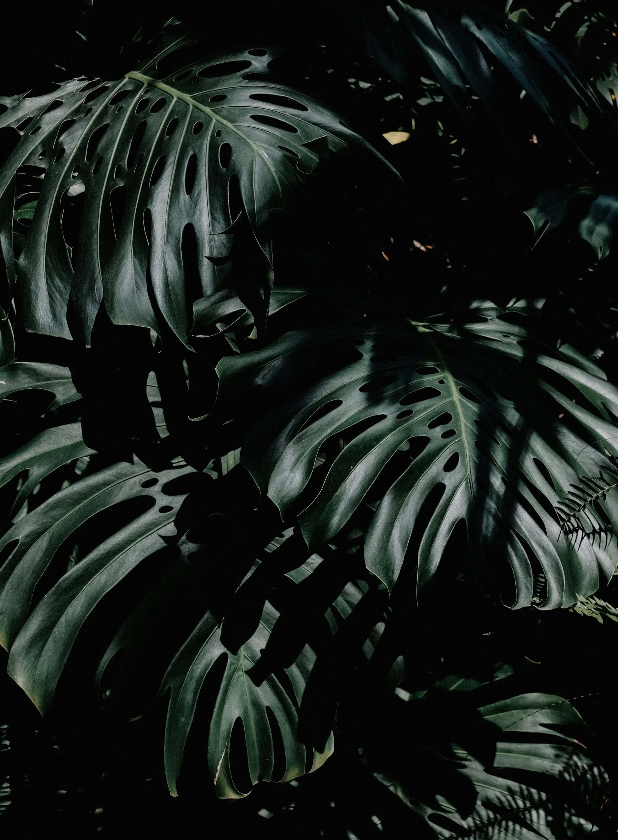 calm monstera plant anxiety therapy 3.jpg
