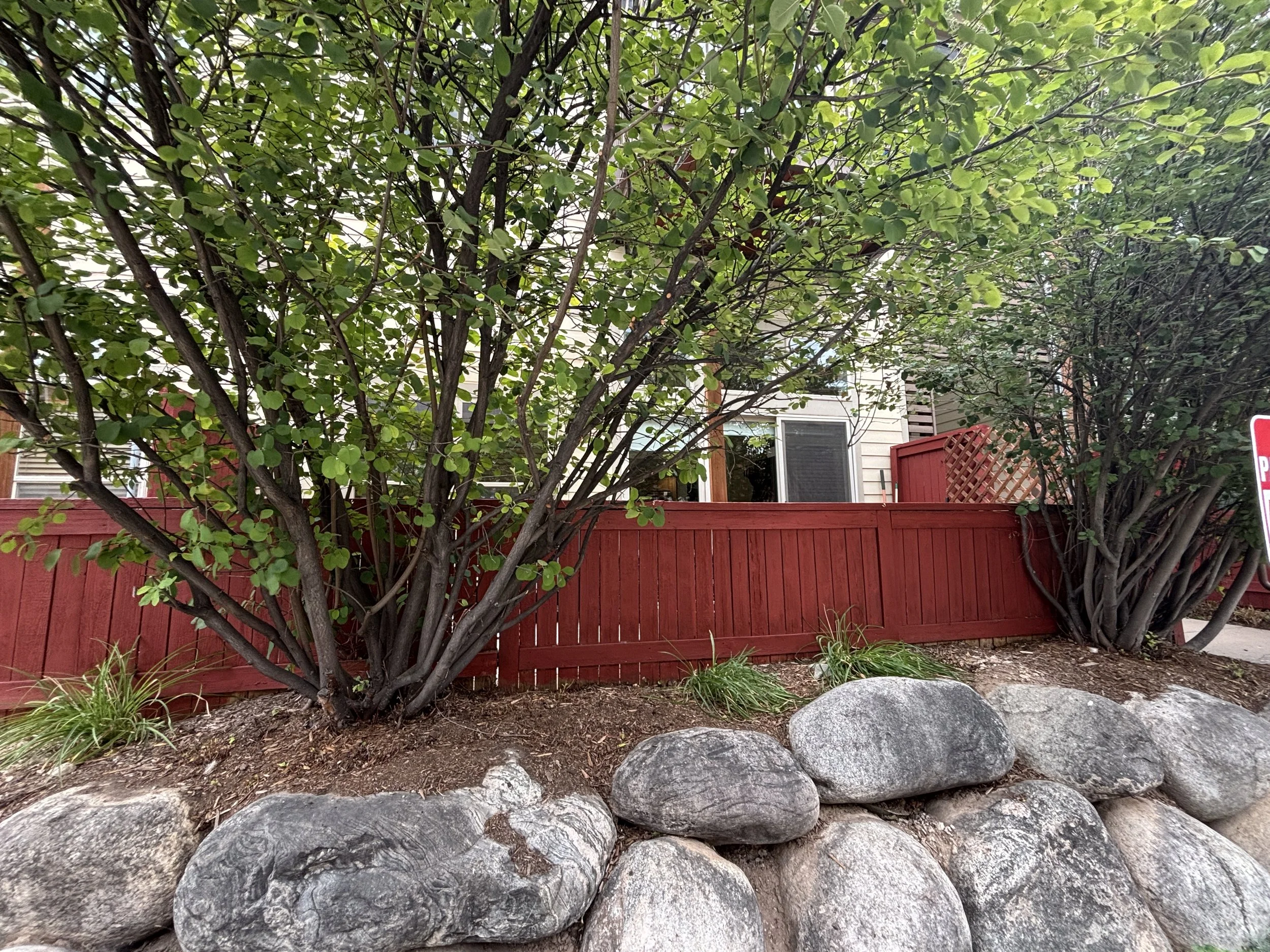 A garden scene with a large leafy shrub in the center, surrounded by smaller plants and rocks at the forefront. A red wooden fence runs horizontally behind the shrub, with part of a house with a window and siding visible in the background.