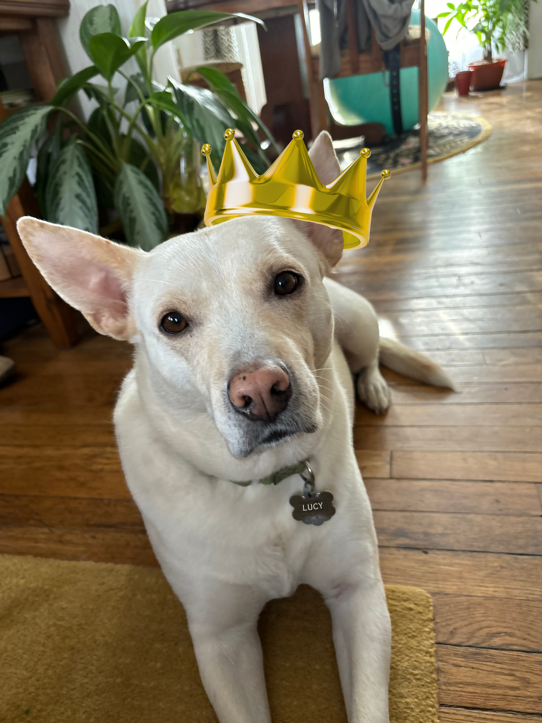 A light-colored dog lying on a wooden floor with a digital crown on its head in a cozy home setting.