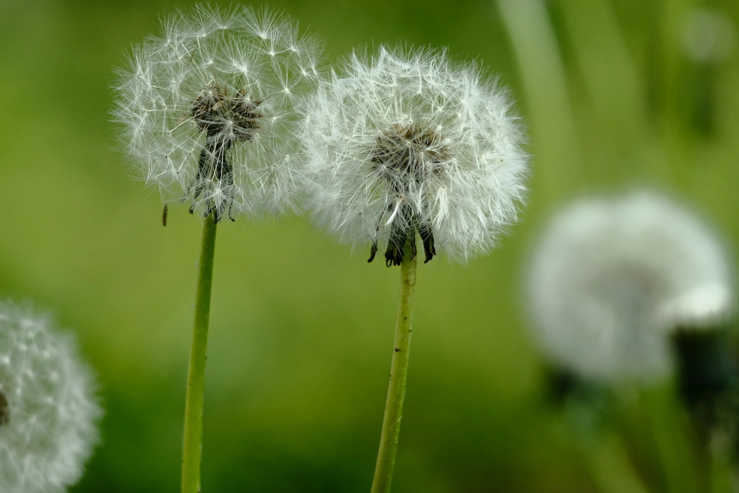 May Newsletter