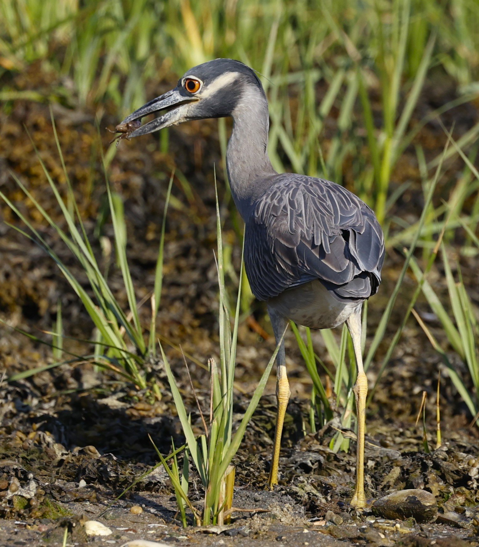 YellowcrownedNightheronCrab.JPG