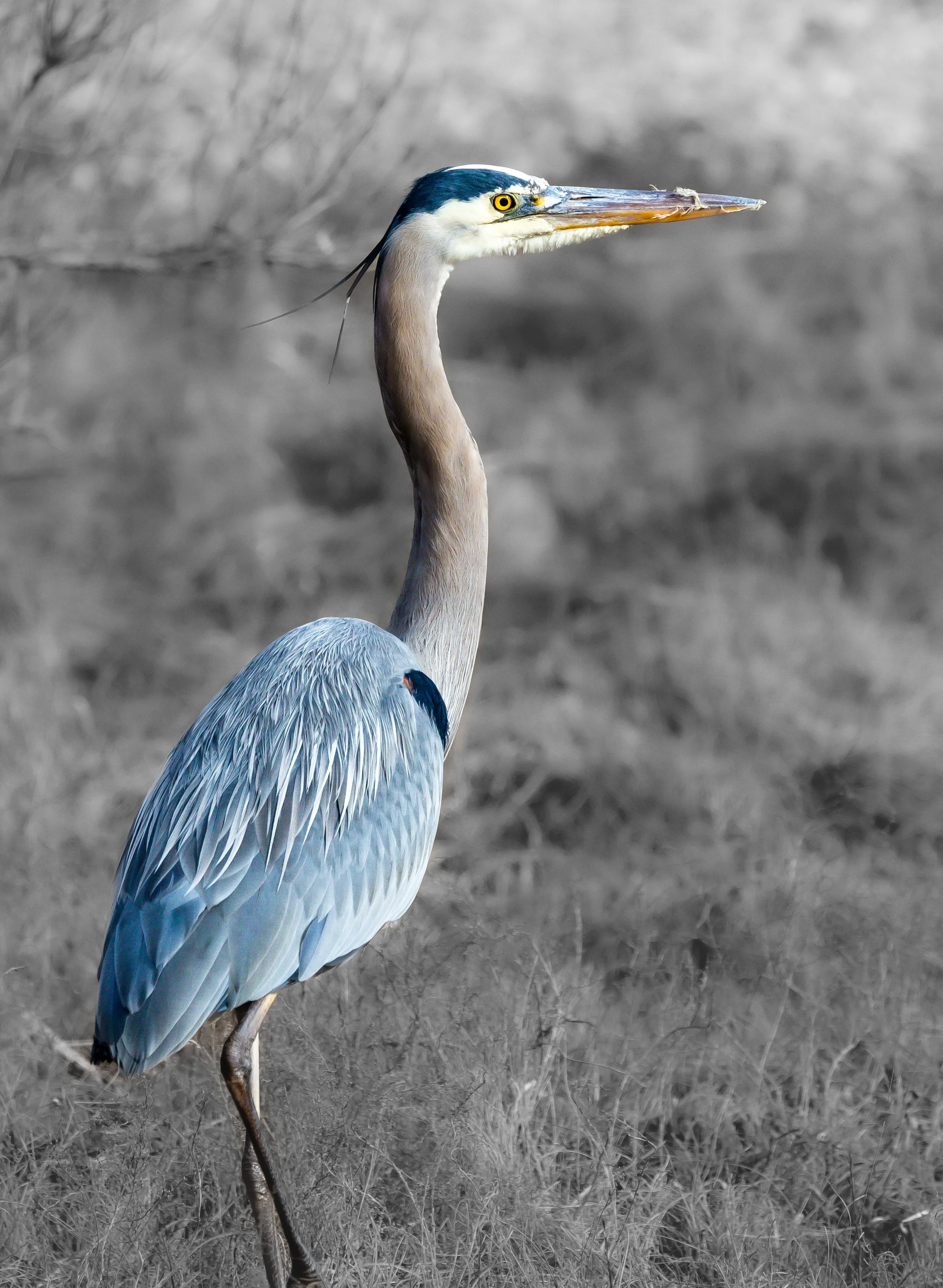 _X9A4291-2.jpg