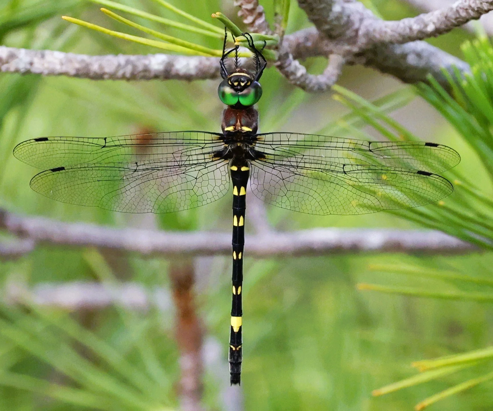 dragonfly4.jpg