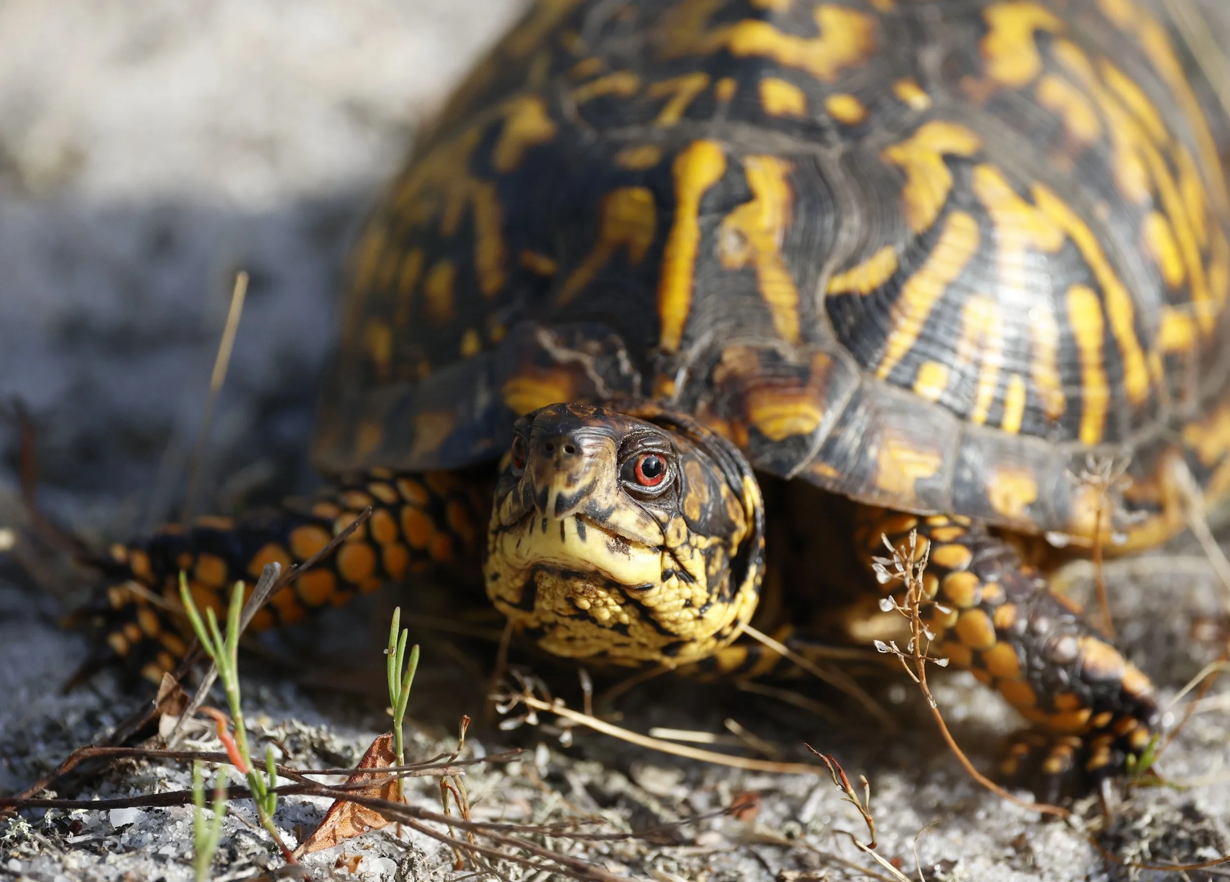 Boxturtle2.jpeg