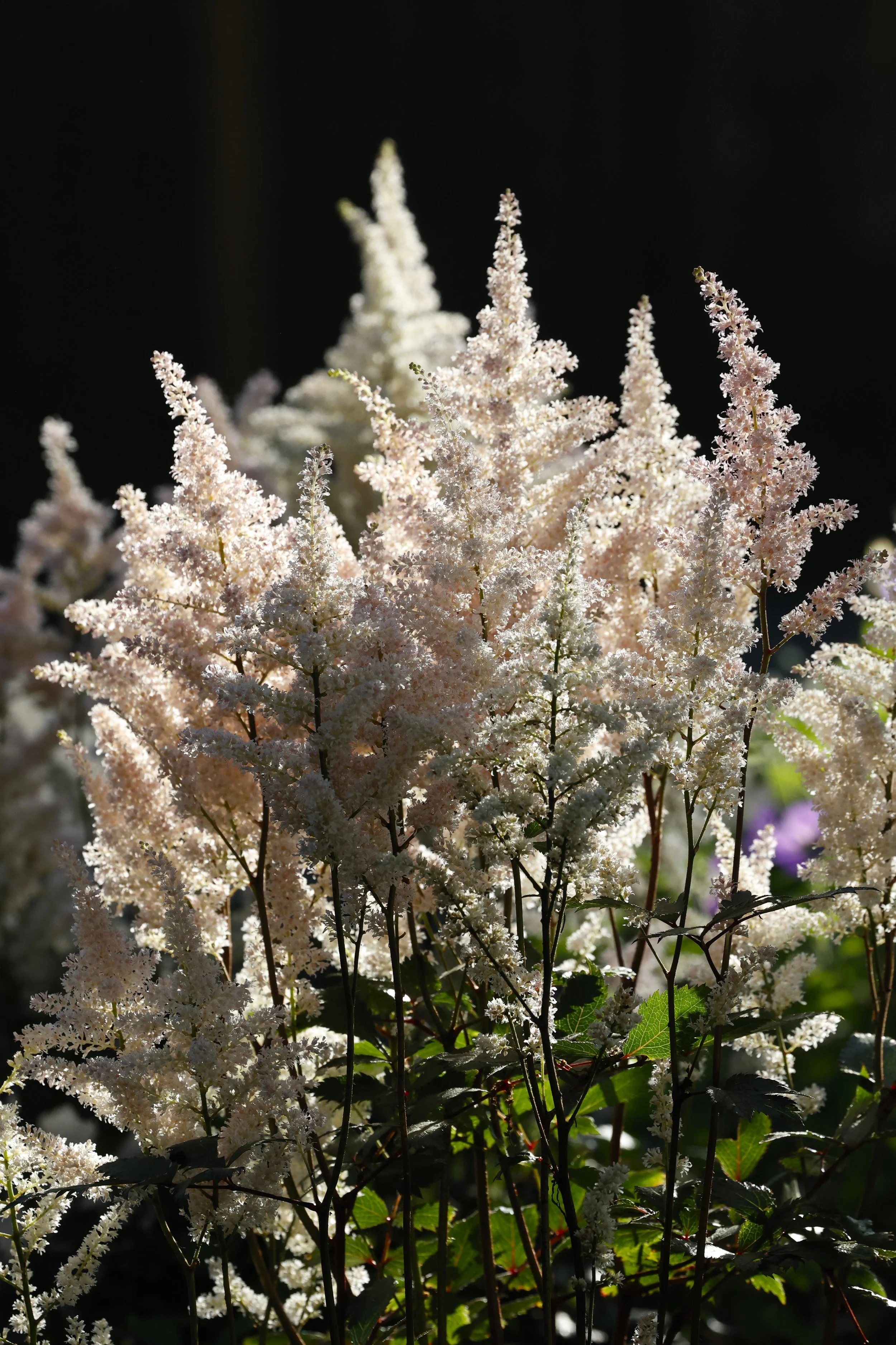 whiteflowers.jpeg