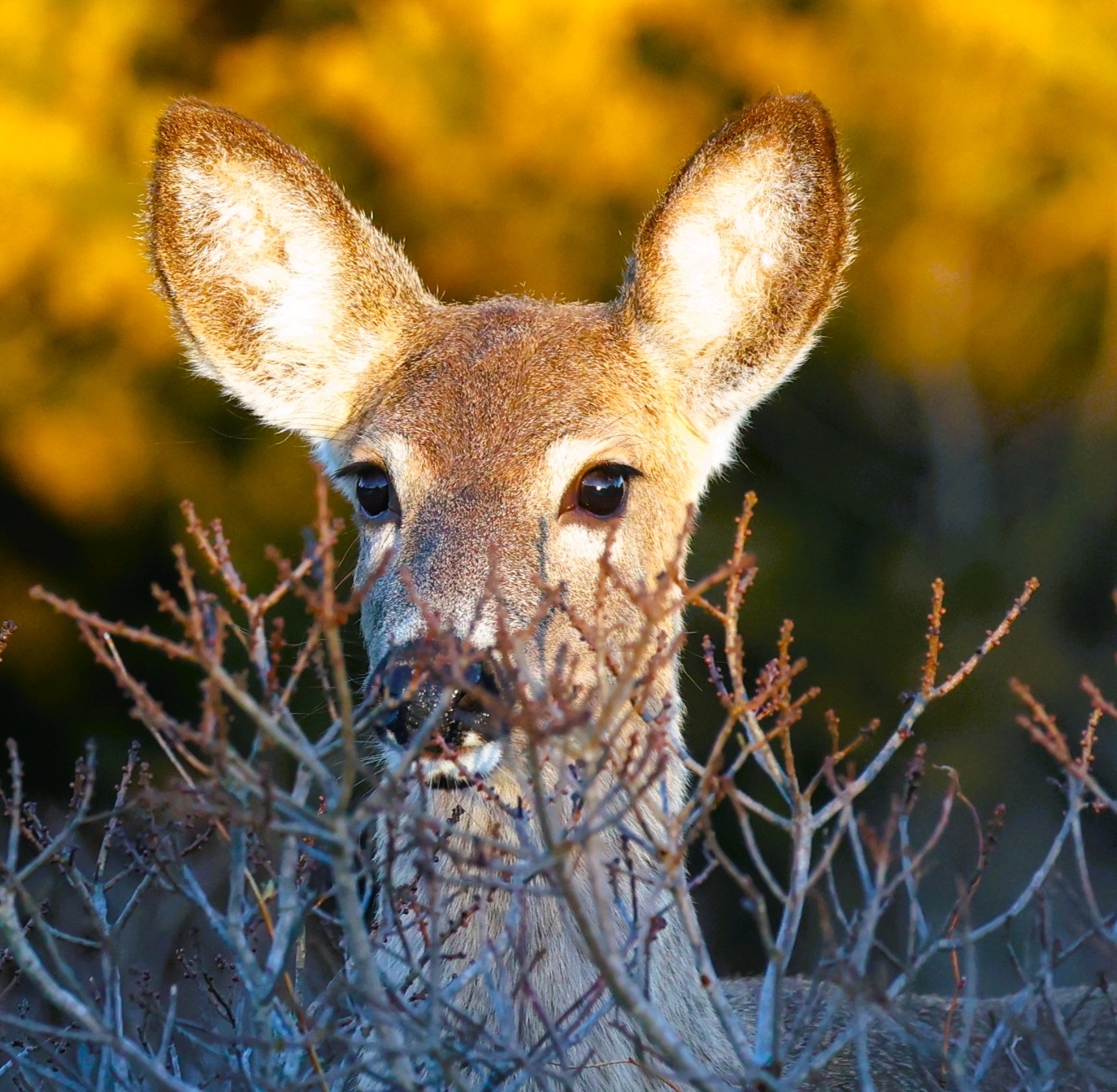 Deerpeekaboo3.JPG