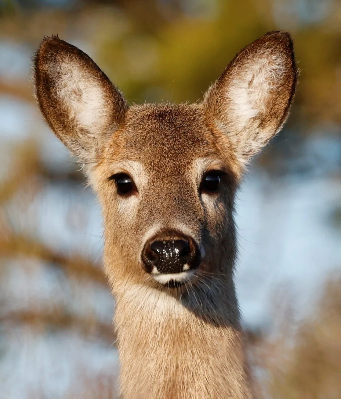 Deerbabyface.JPG