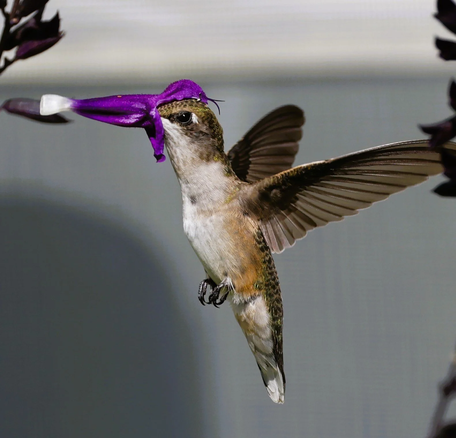Hummerflower3.JPG