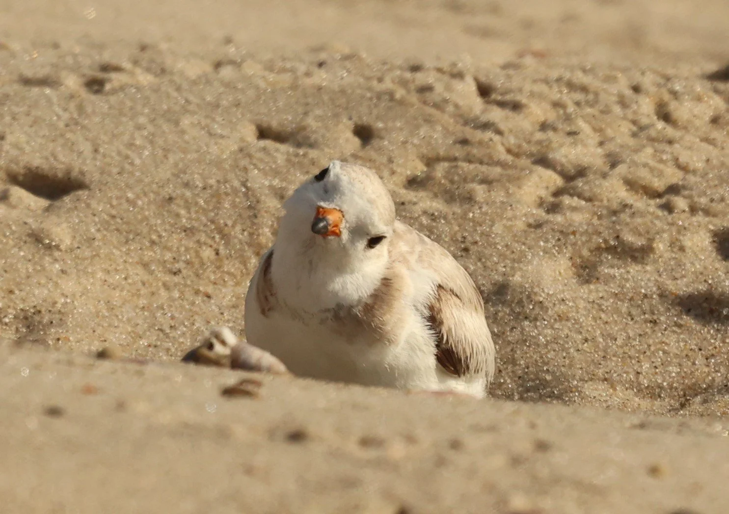 ploversideways.JPG