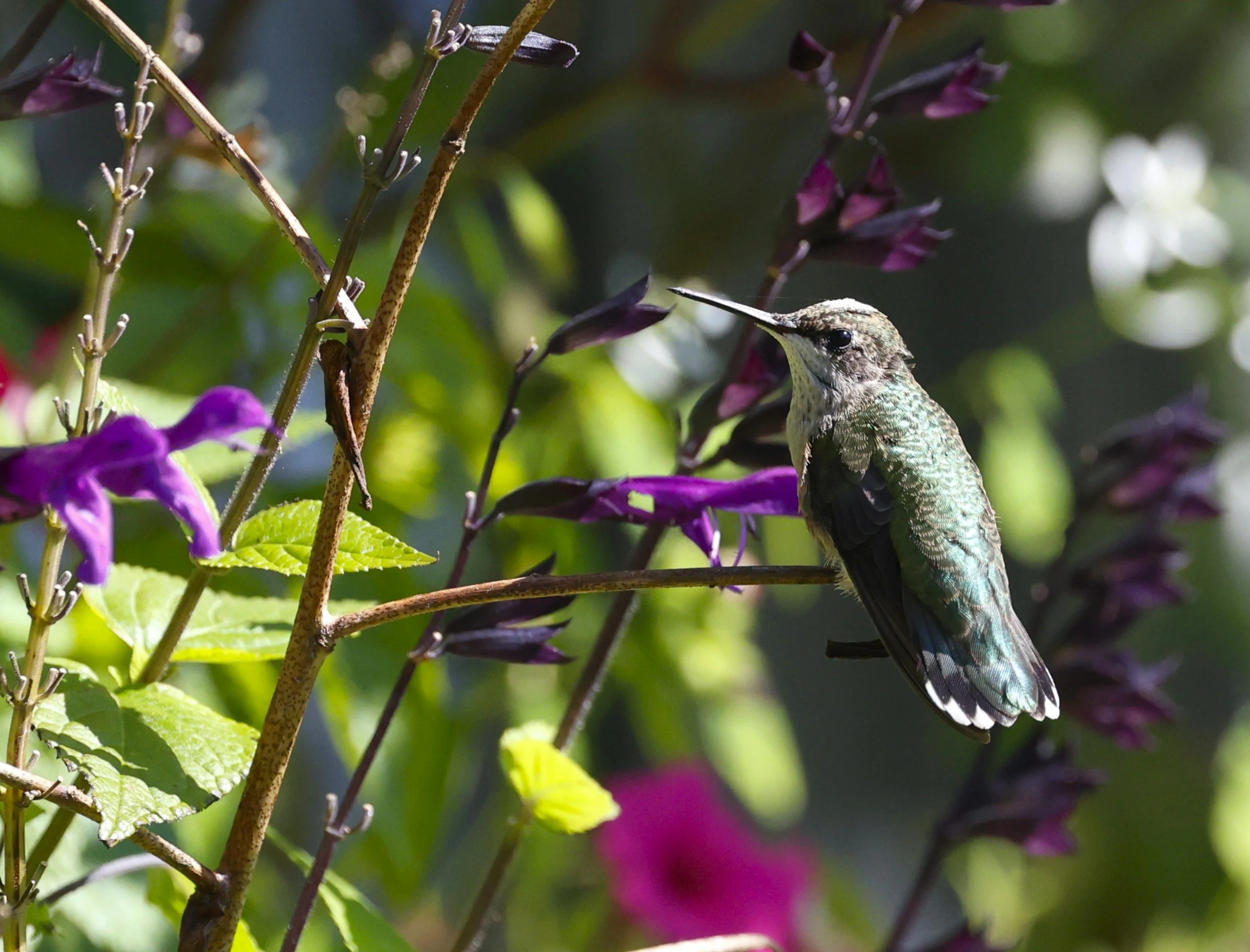 Hummingbird.JPG