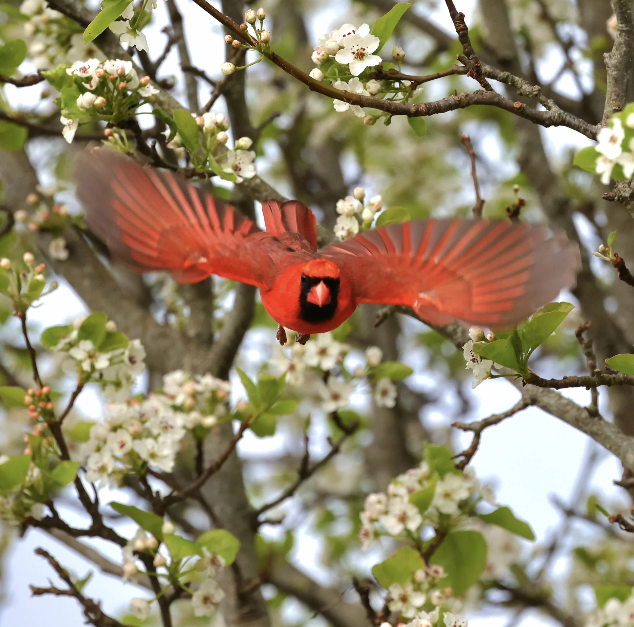 3-CardinalFlightCloseup.jpg