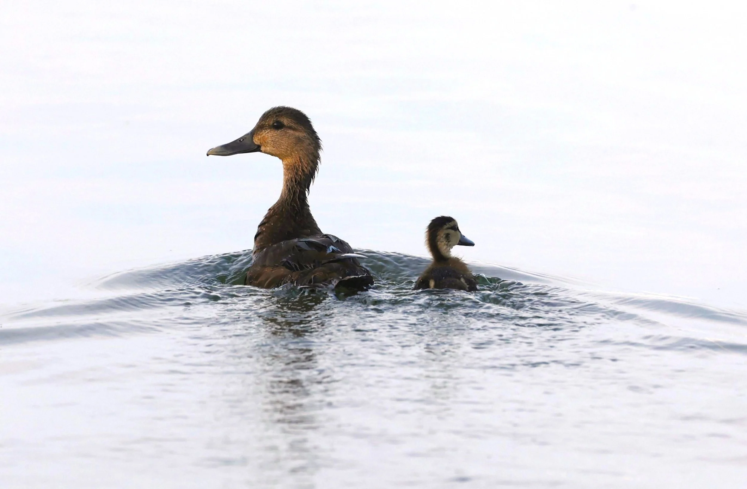 duckies2.JPG