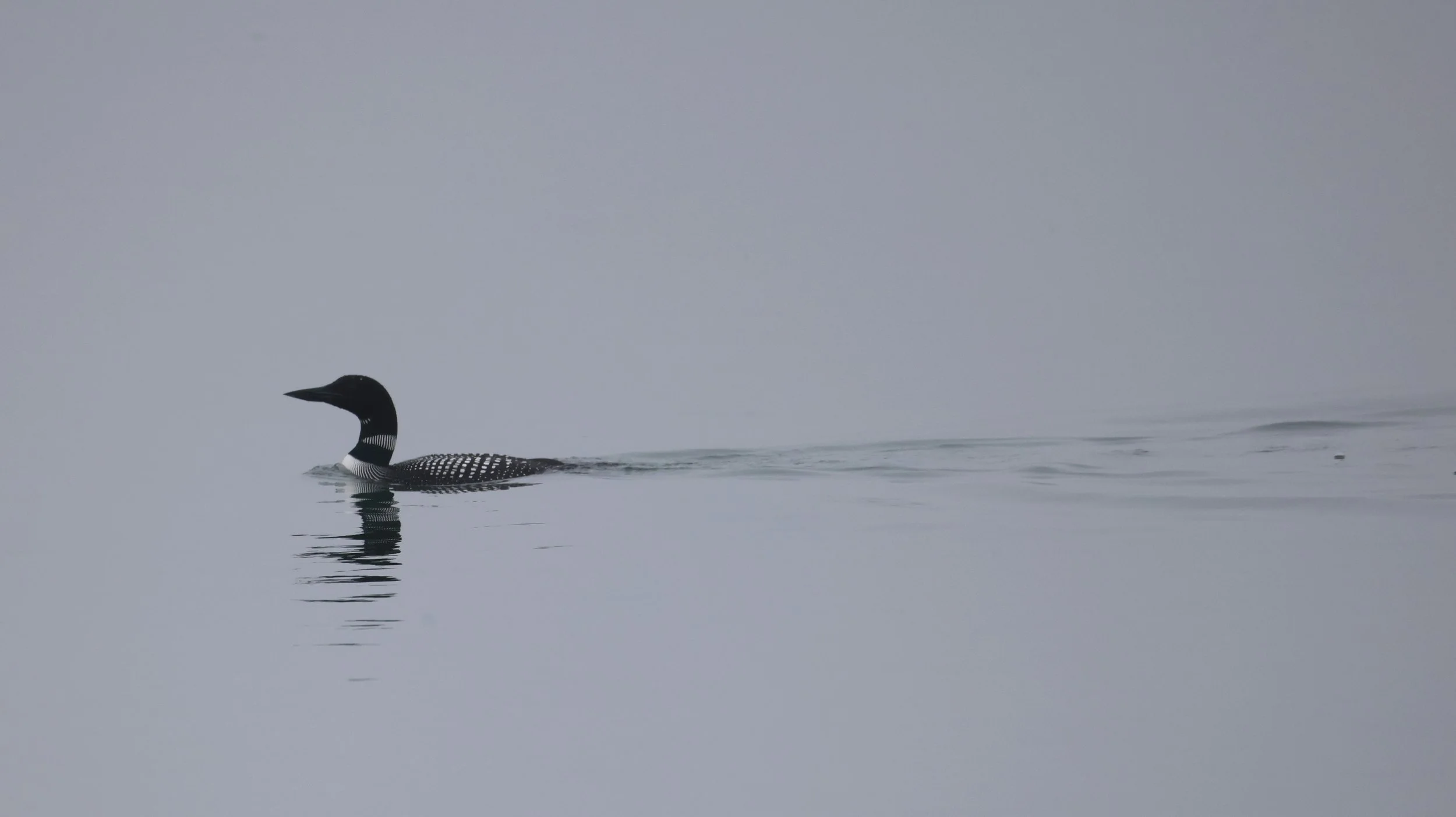 loon.JPG