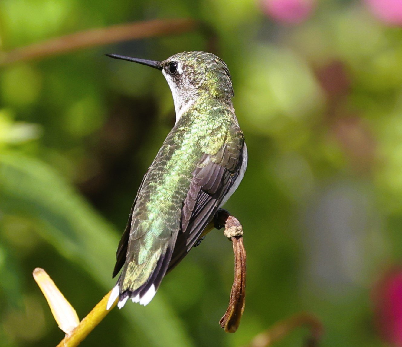 hummer2.JPG