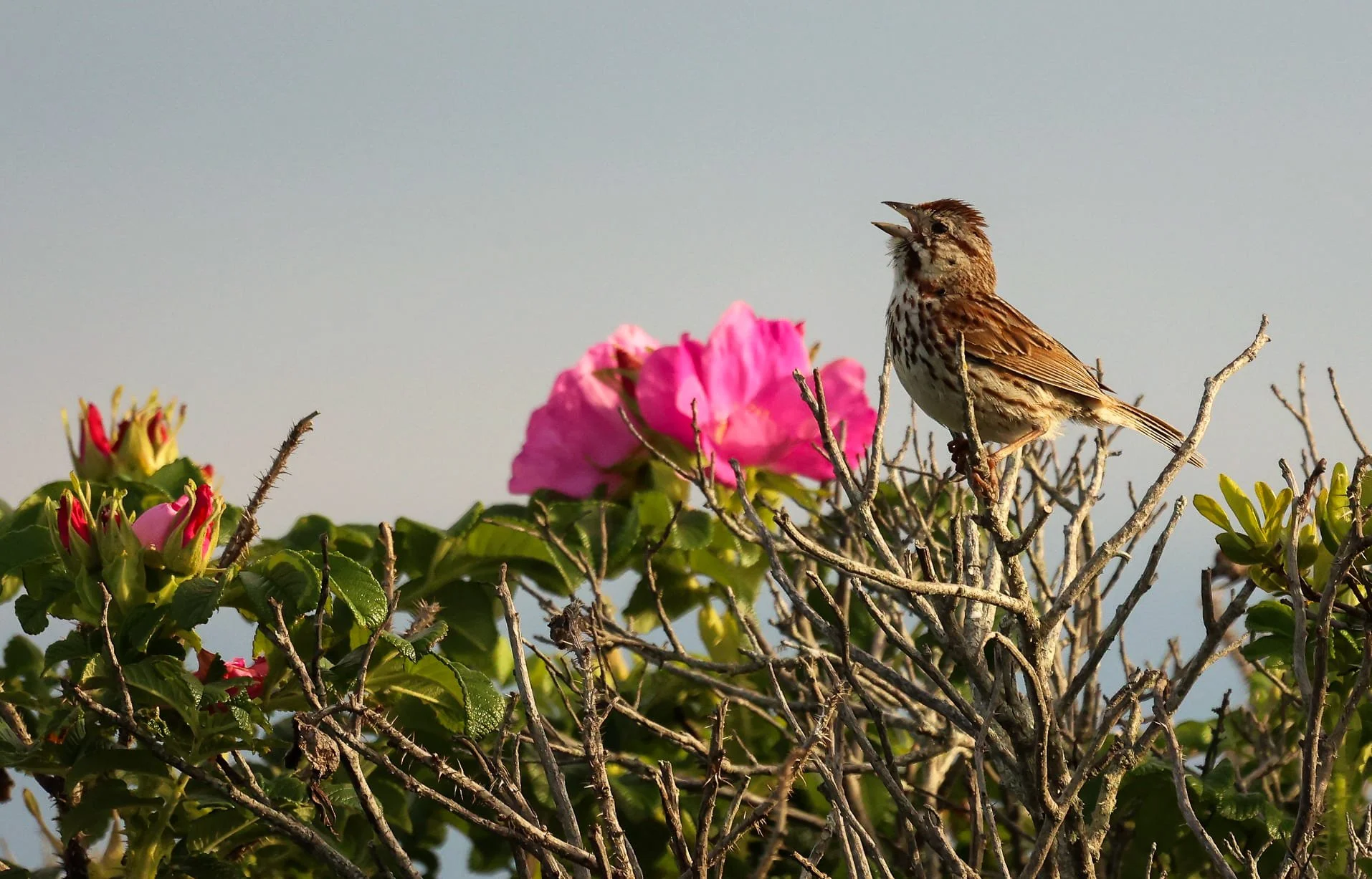Song Sparrow, Kimberly A. Robbins Photography, Cape Cod
