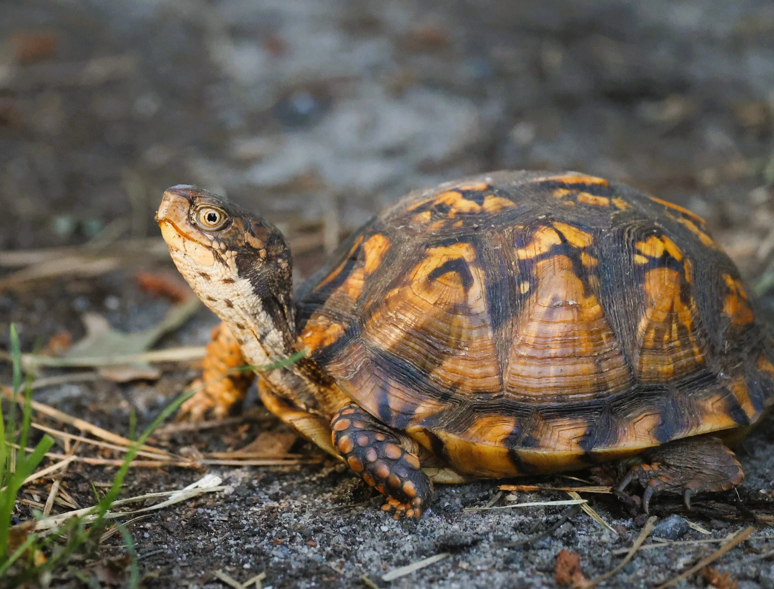 Turtle2.JPG