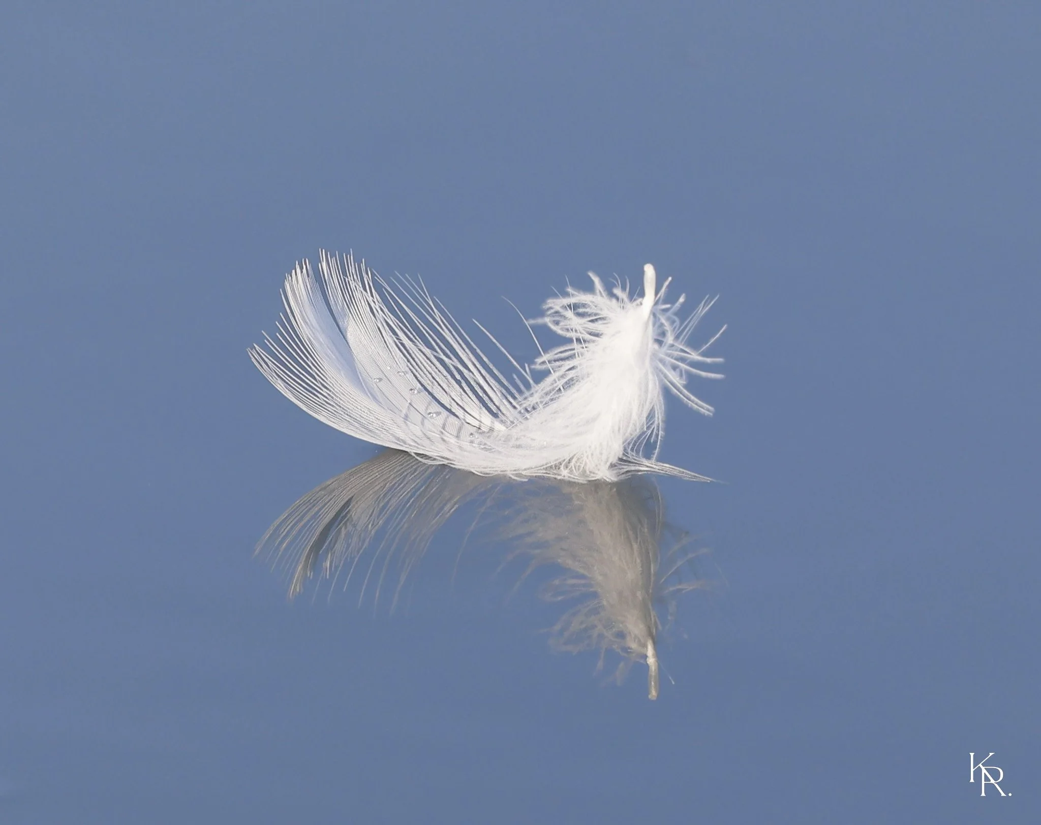 feather2.jpg