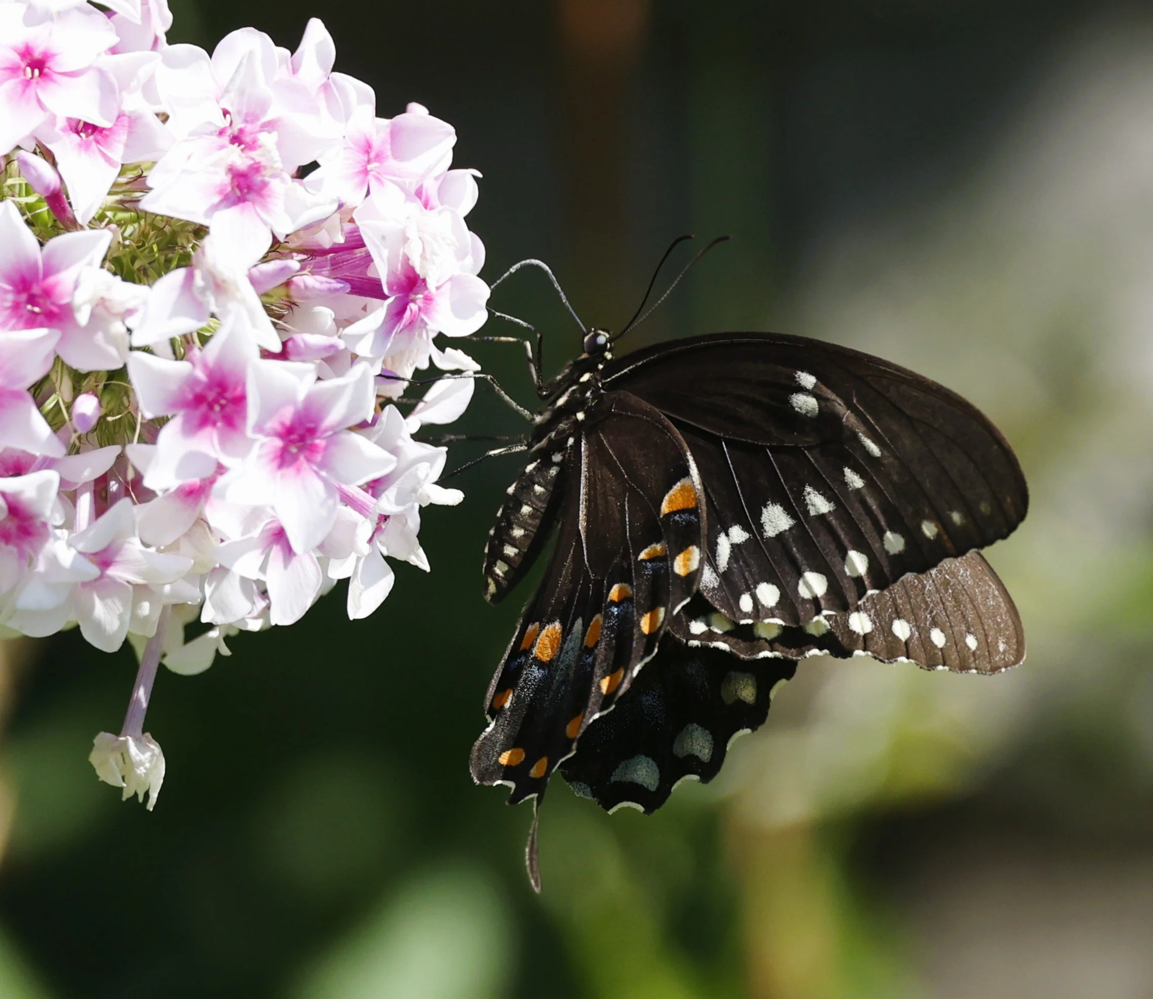 butterflyblue3.JPG