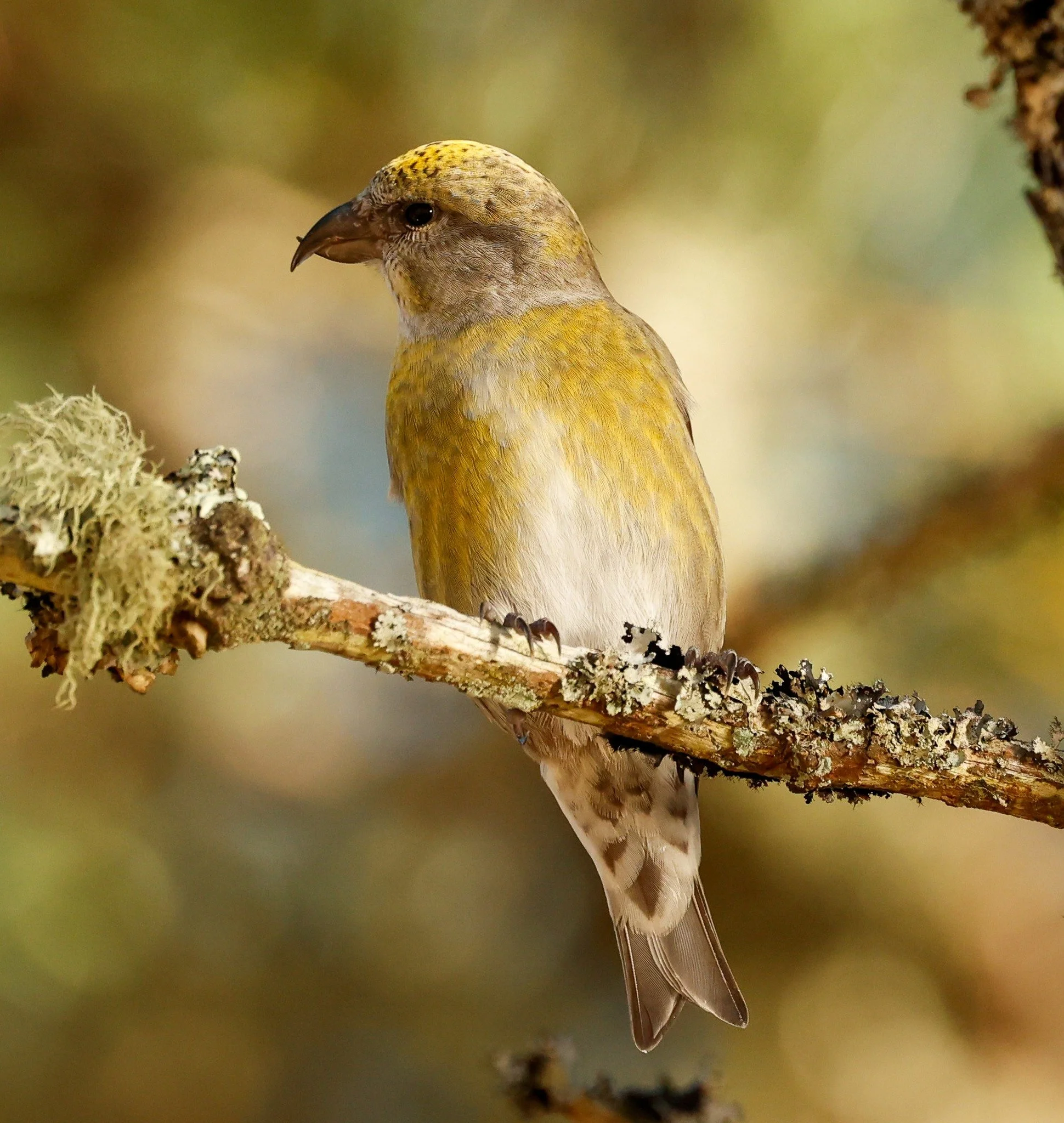 Crossbill.jpg