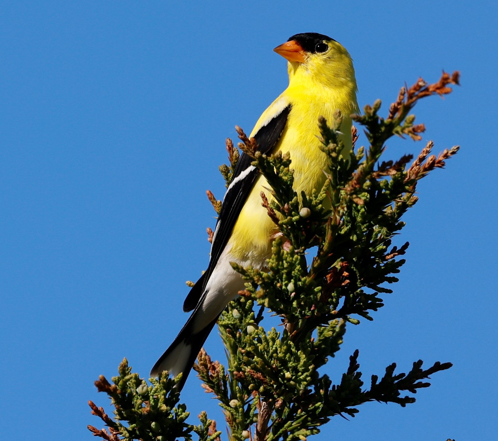 Goldfinch2.JPG