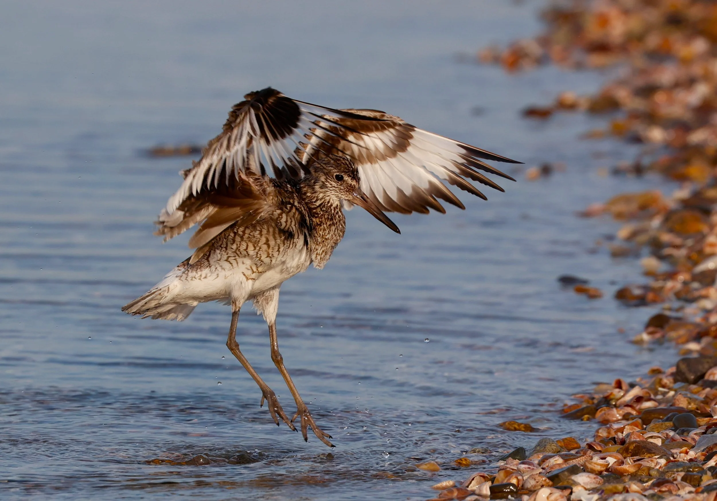 Willet2.jpeg