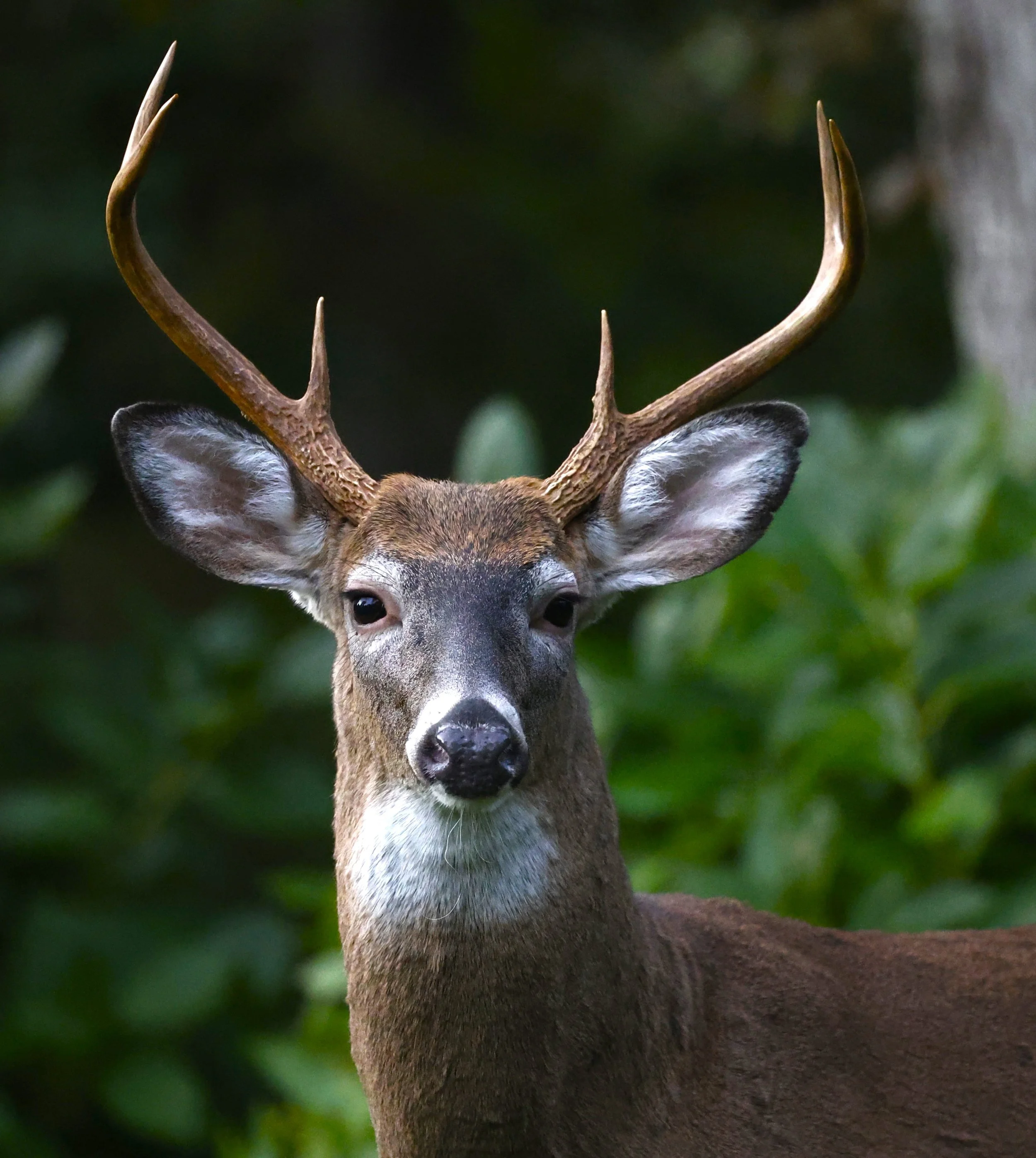 6point.JPG