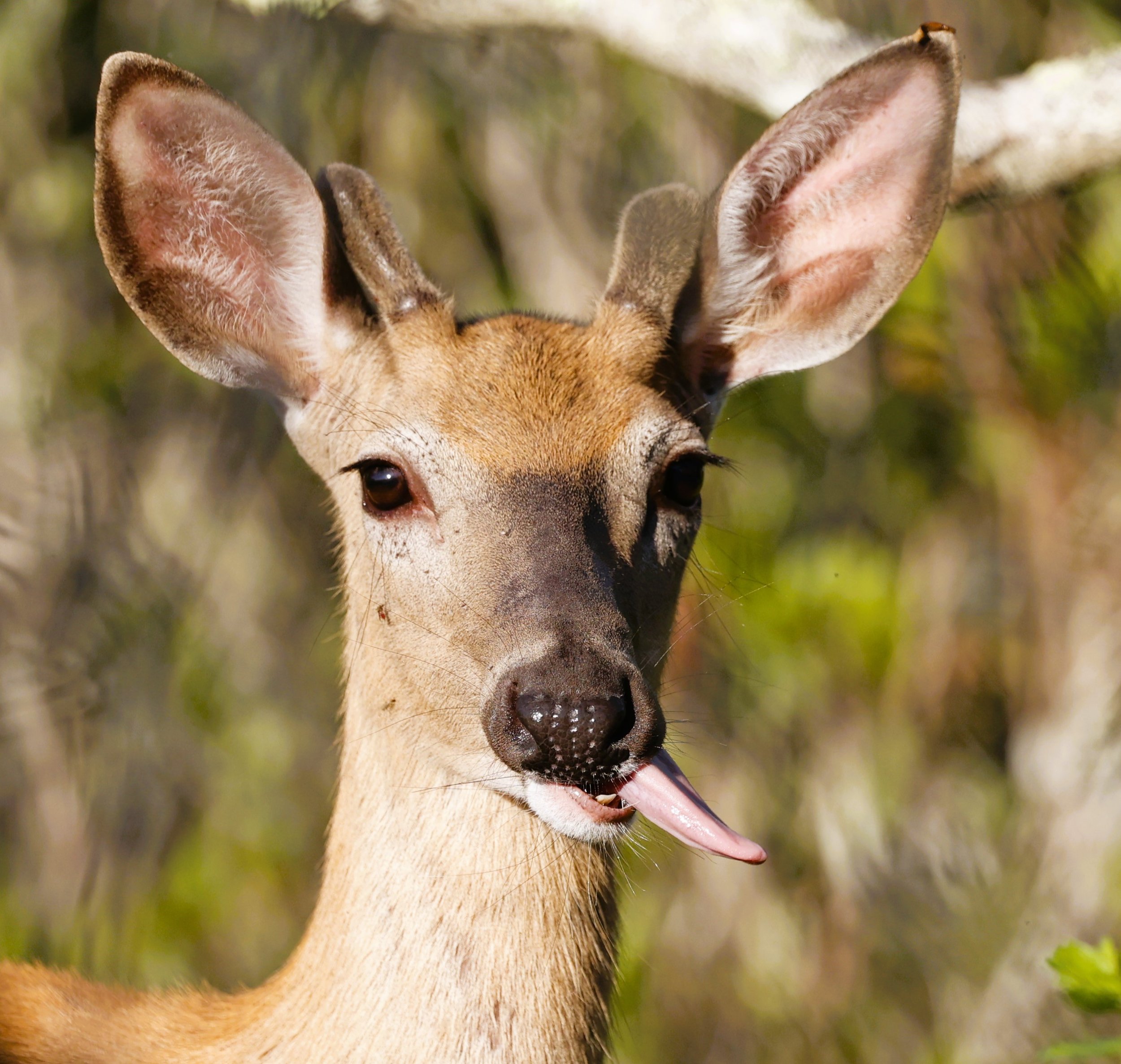 DeerTongue3.JPG
