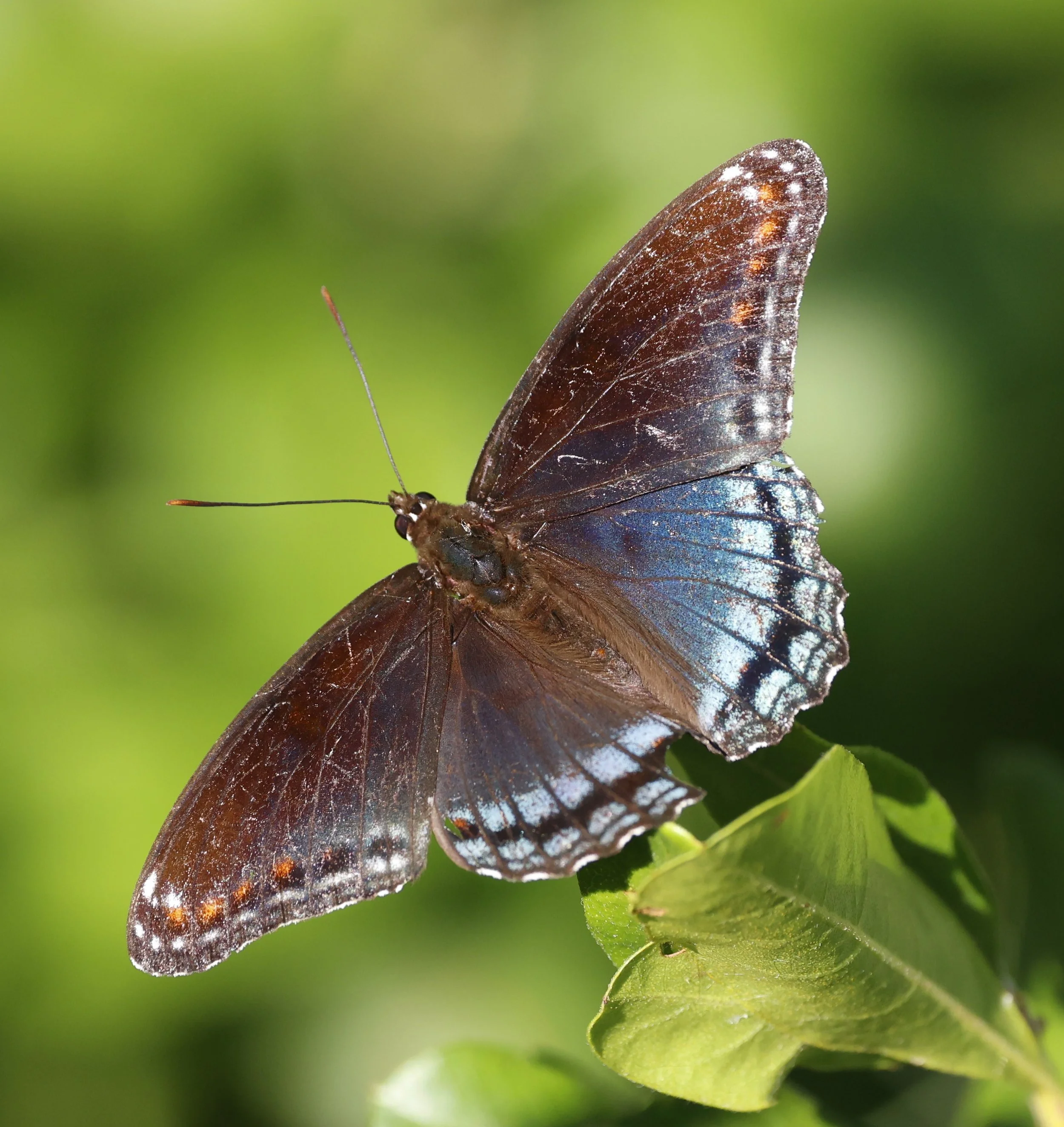 butterfly.JPG