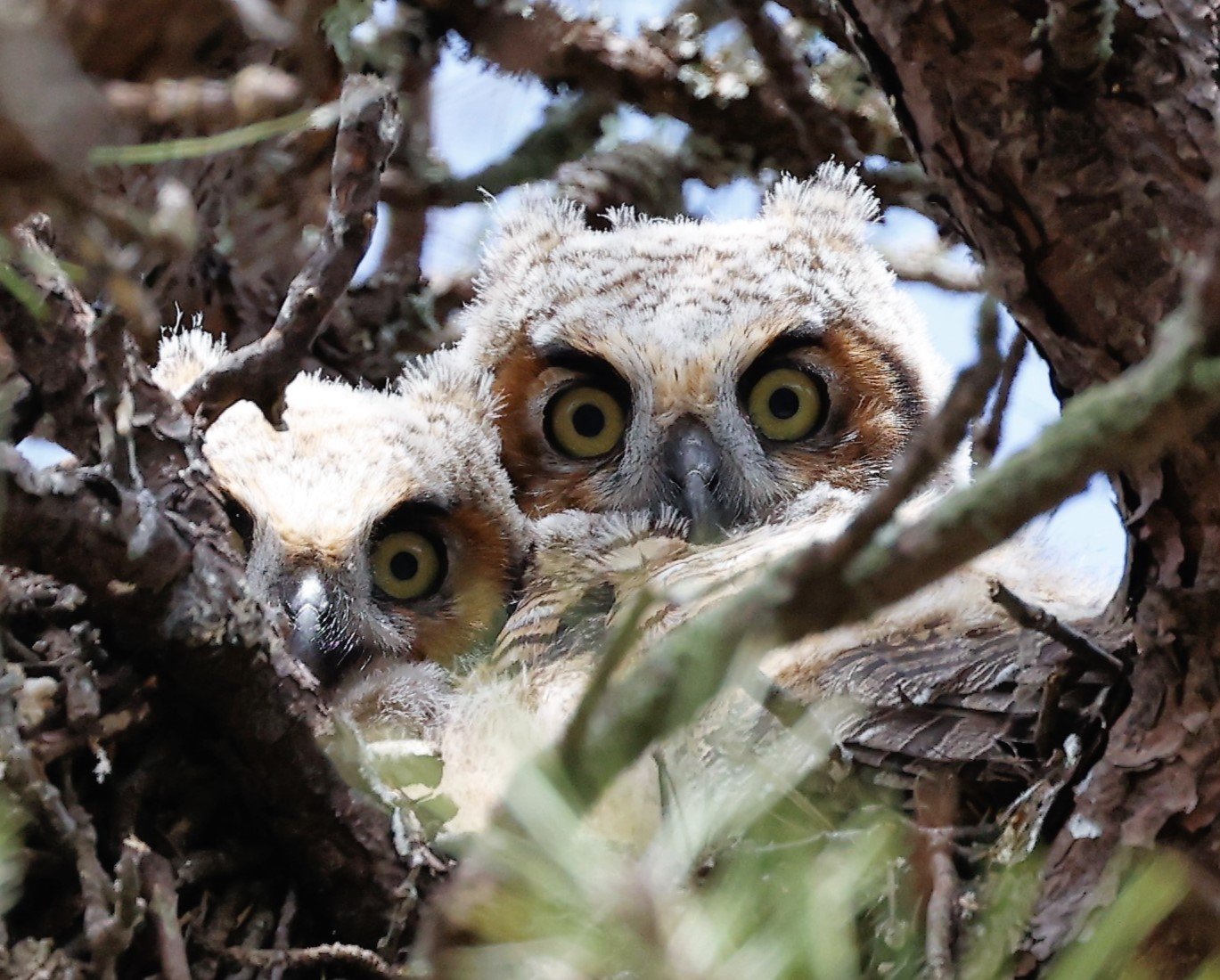 Owlet.JPG