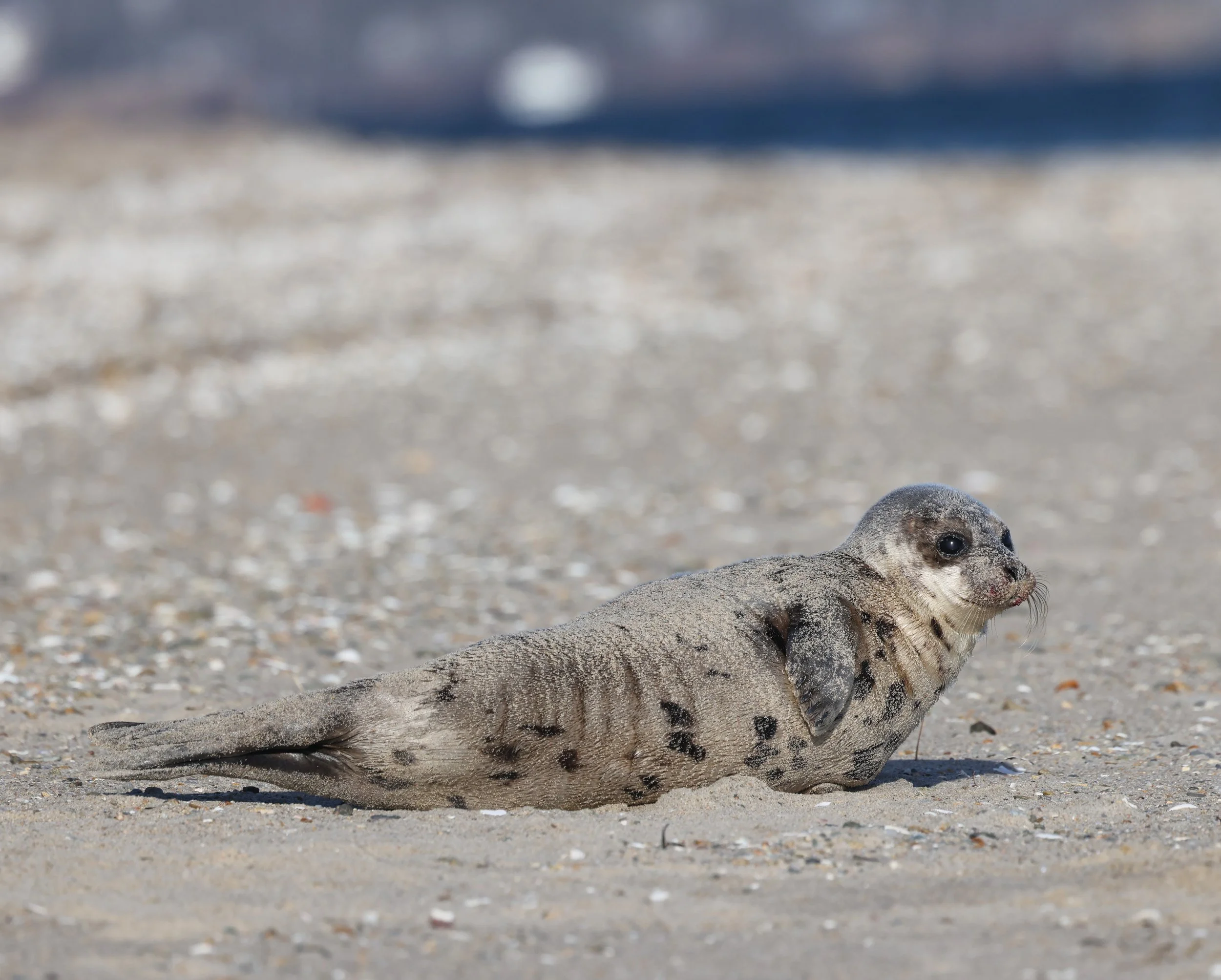 HarpSeal.JPG