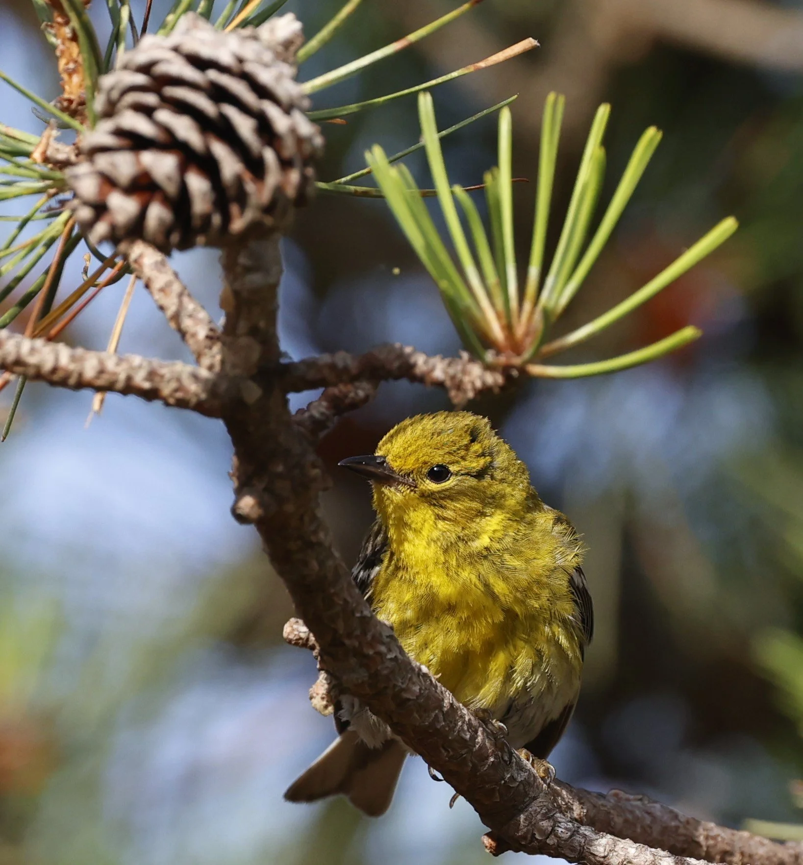 PineWarbler.JPG