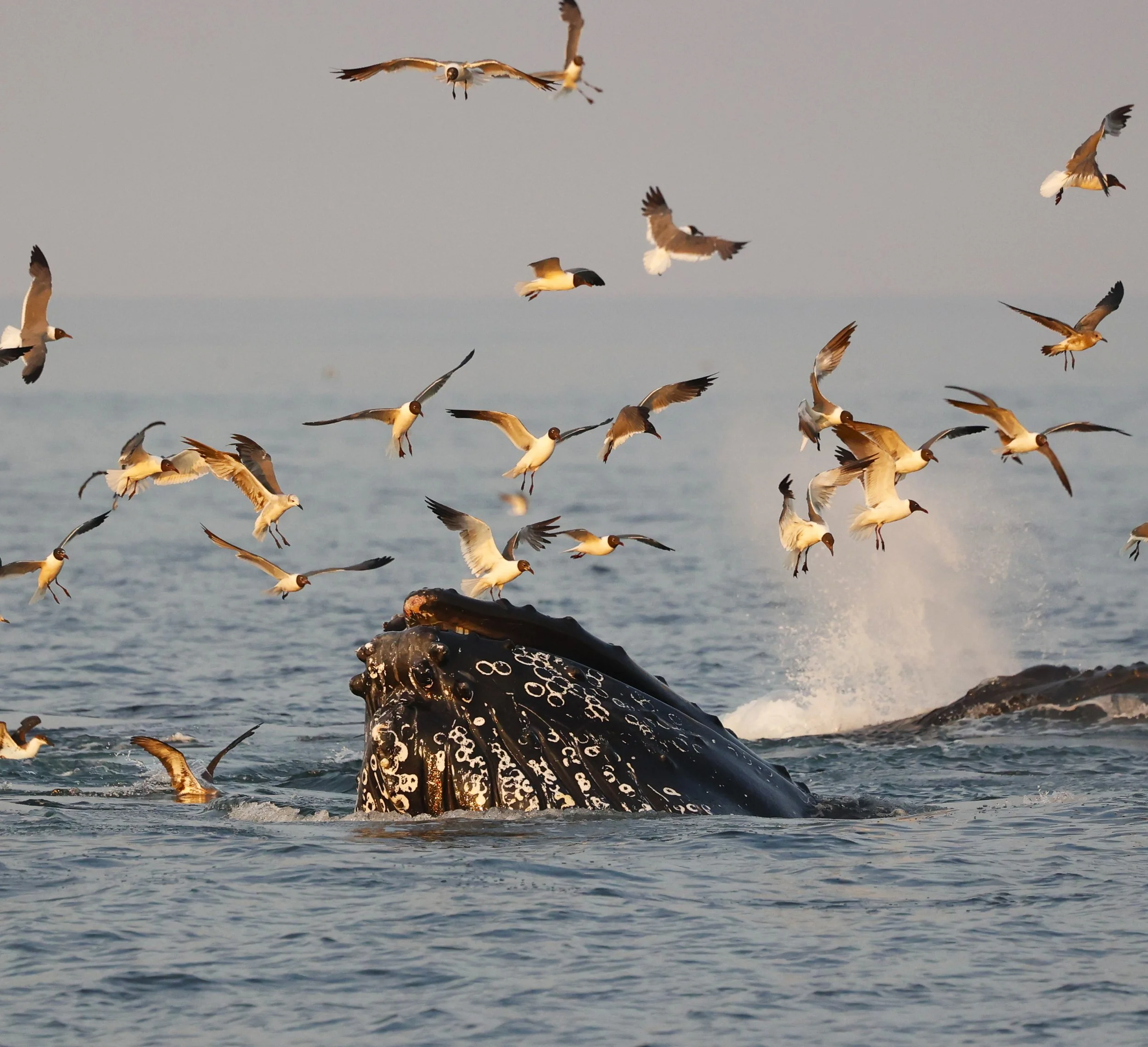 whaleofatime5-2.jpg