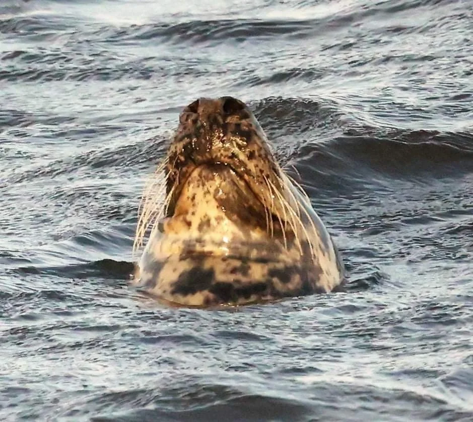 FB_IMG_1624973451408.jpg
