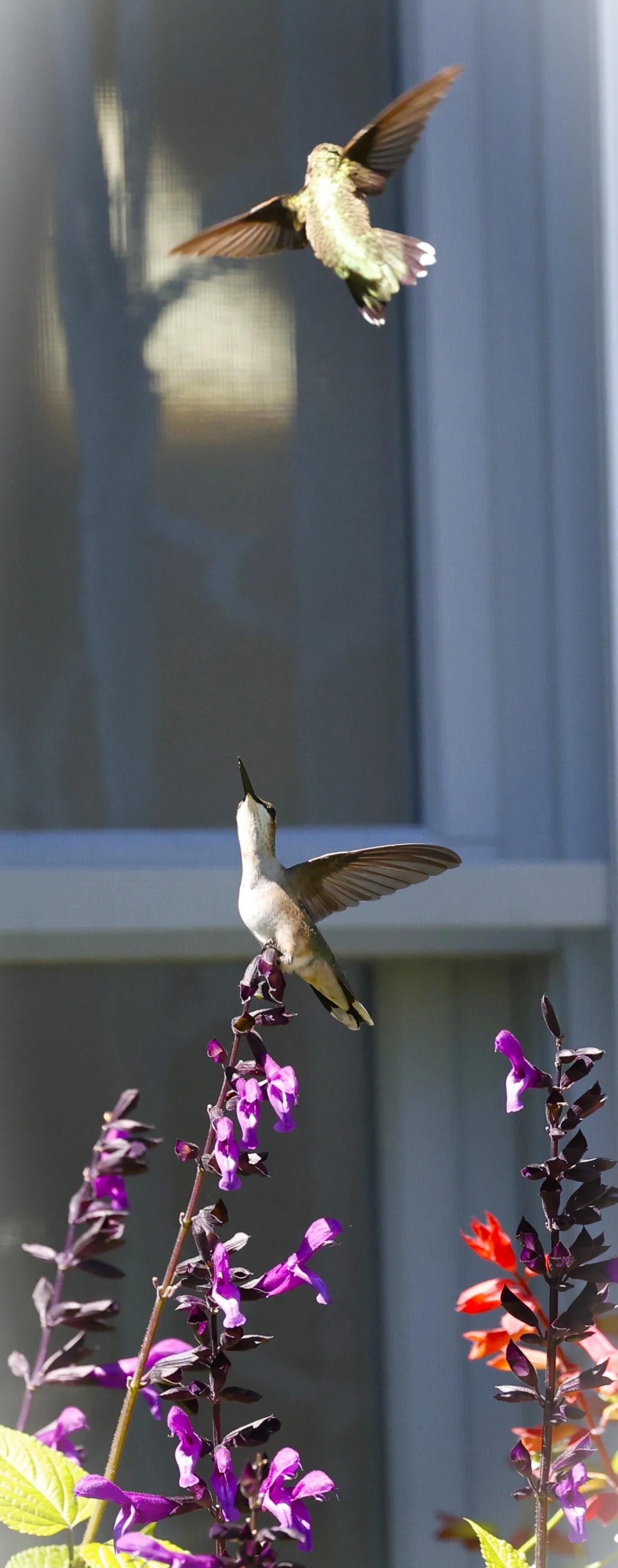 Hummer2c.JPG
