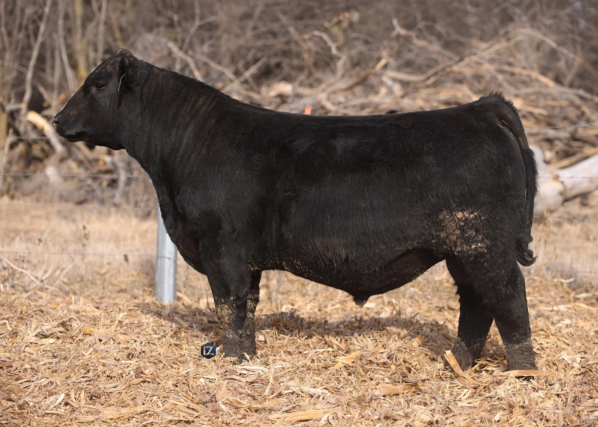 Lot 1 - TW CYCLONE 535