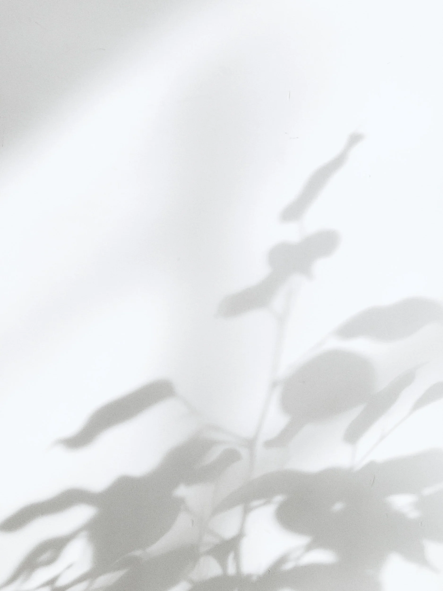 Shadows of leaves and a branch cast on a light-colored wall