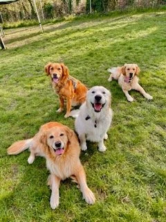 dogs in field x4.jpg