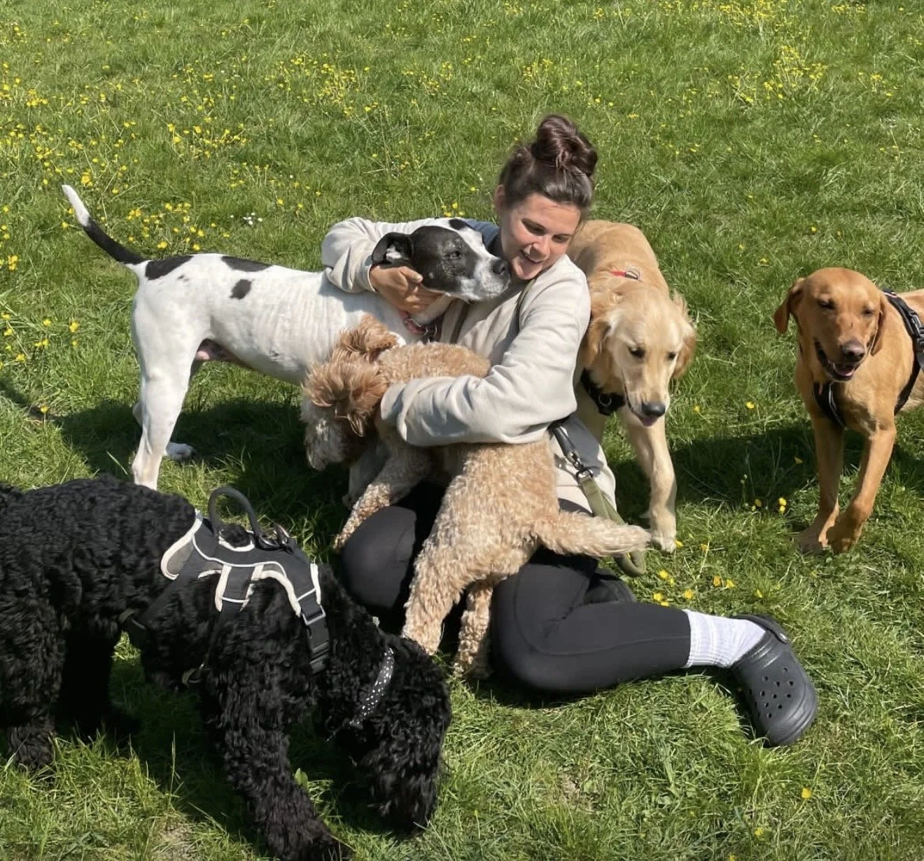 neve in field with 5 dogs .jpg