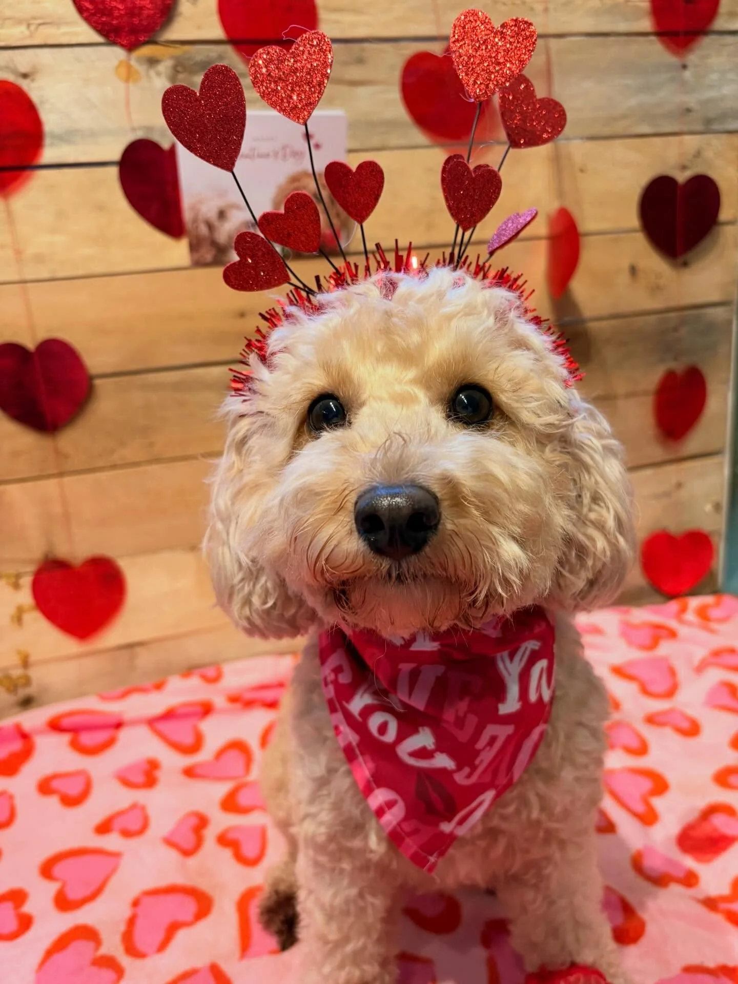 Roses are red 🌹
Violets are blue 💙
Our daycare pups are cuter
Than we ever knew 🐶💘

We had a week FULL of love, treats, tail wags, and heart-melting photo ops. Swipe to see some of the sweetest Valentines you&rsquo;ve ever laid eyes on 😍🐾

Warn