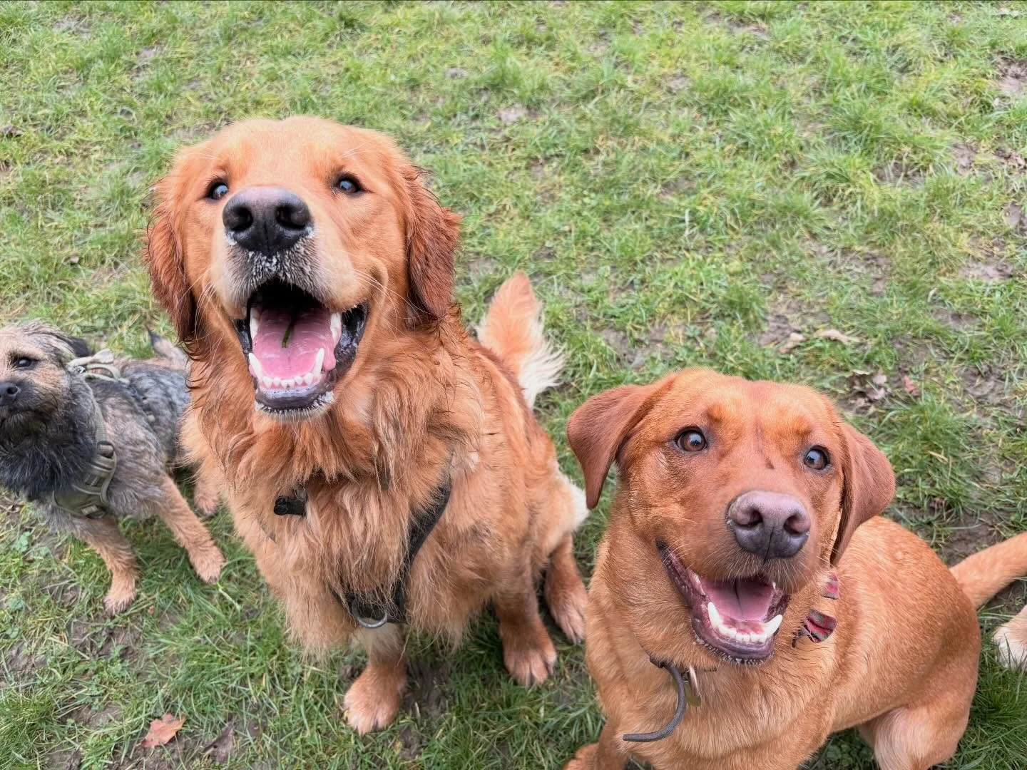 We&rsquo;re celebrating 1,000 followers today 🐾🎉
A small celebration with very big thanks 🤍

Our hearts are full of gratitude for every single one of you. This doggy day care is built on love&mdash;for dogs, for people, and for this wonderful comm