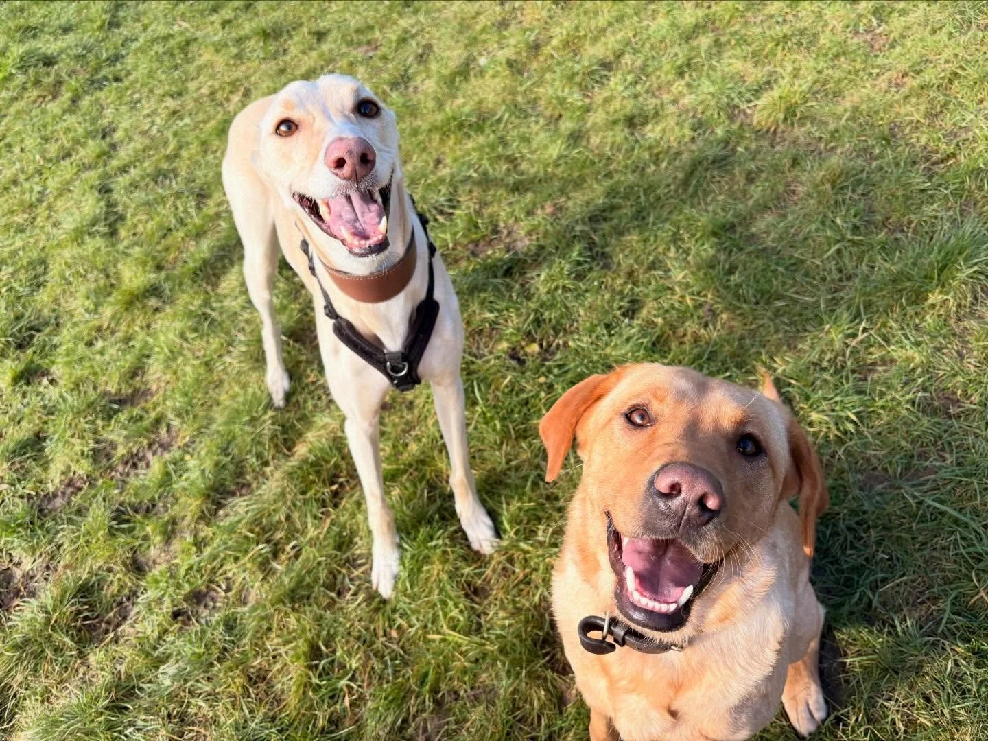 Smiles all around 😄🐾
Our days are filled with lots of play, tons of fun, and plenty of comfy rest time in between. Happy pups, happy hearts, and the best group pics 💚