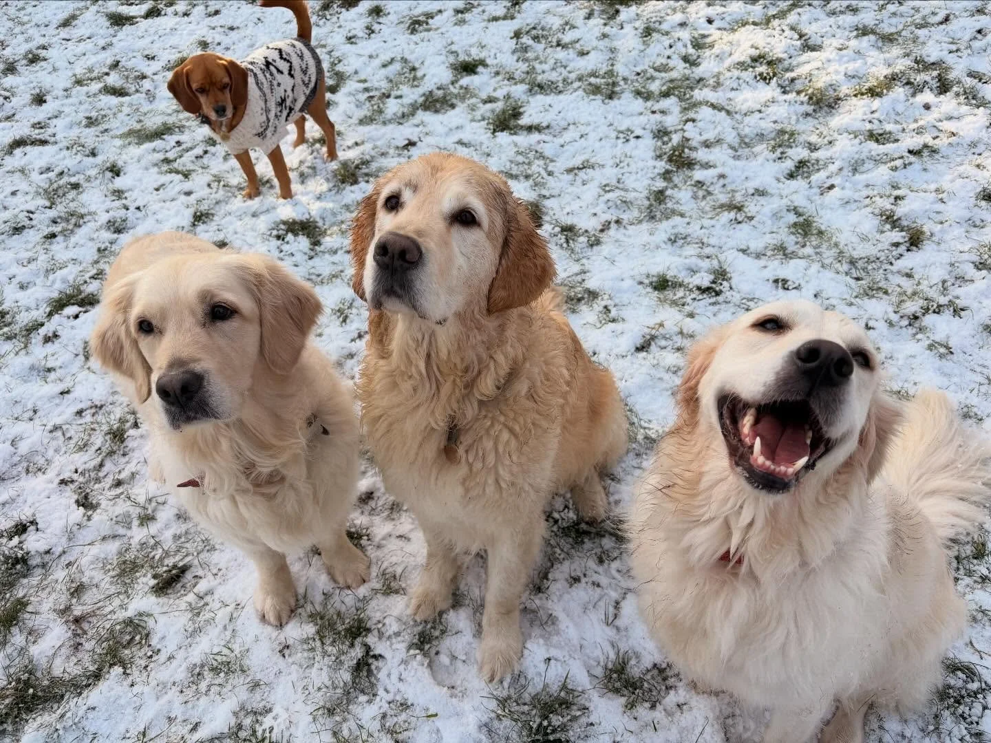 Happy New Year and welcome back to our weekly round-ups! ❄️
Our first week back treated us to frosty, snowy, beautiful days&mdash;and the zoomies were next level. When it got a little too chilly, we headed indoors for cozy snuggles, toys, and lots of